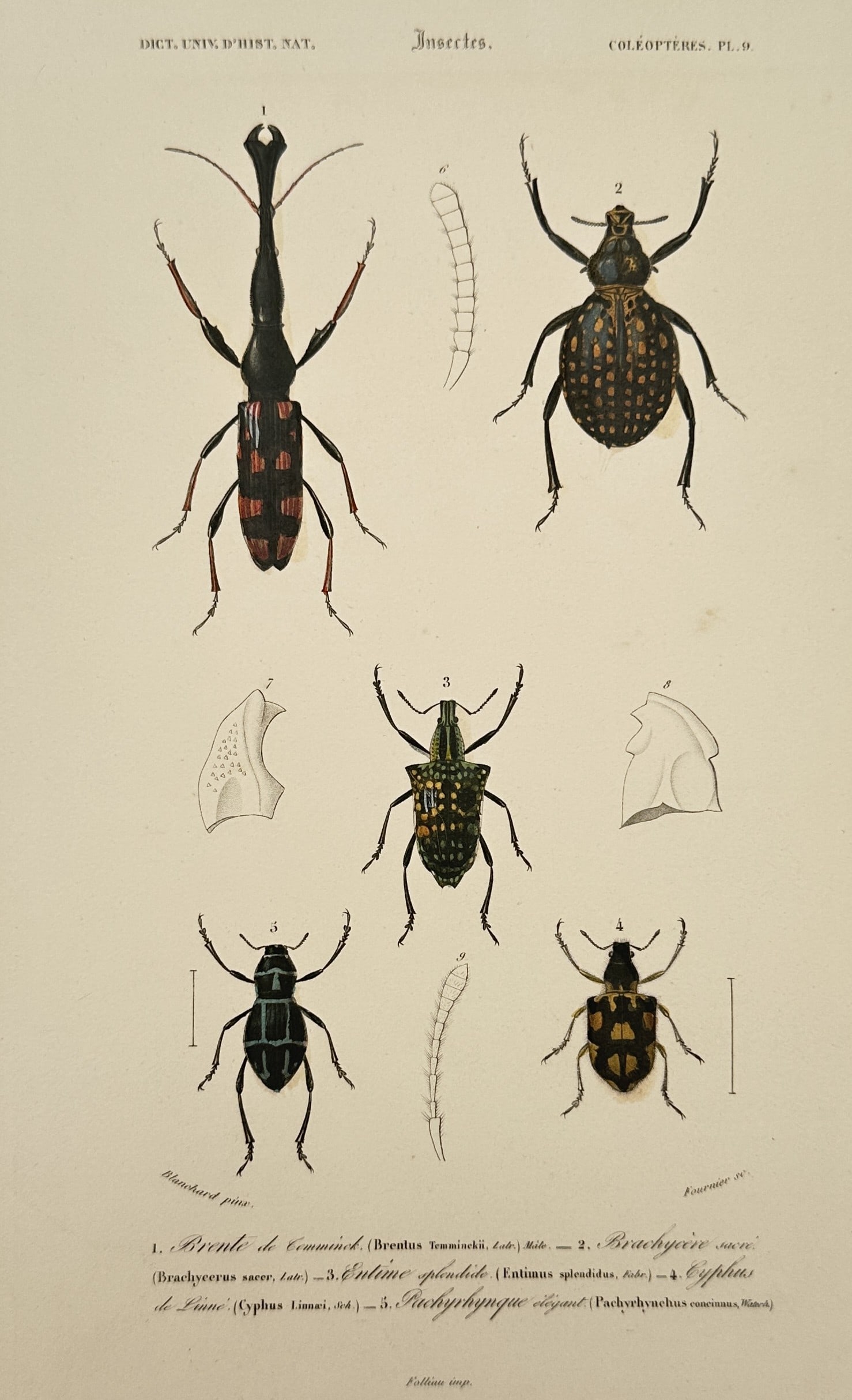 Charles d'Orbigny (1806-1876) – View of Insects: Beetles – Hand-coloured engraving (1849): "Insectes. Coleopteres." is a hand-coloured engraving depicting several species of beetles including the Brentus and Brachycerus. This work is from the Dictionnaire Universel d'Histoire Naturelle publ