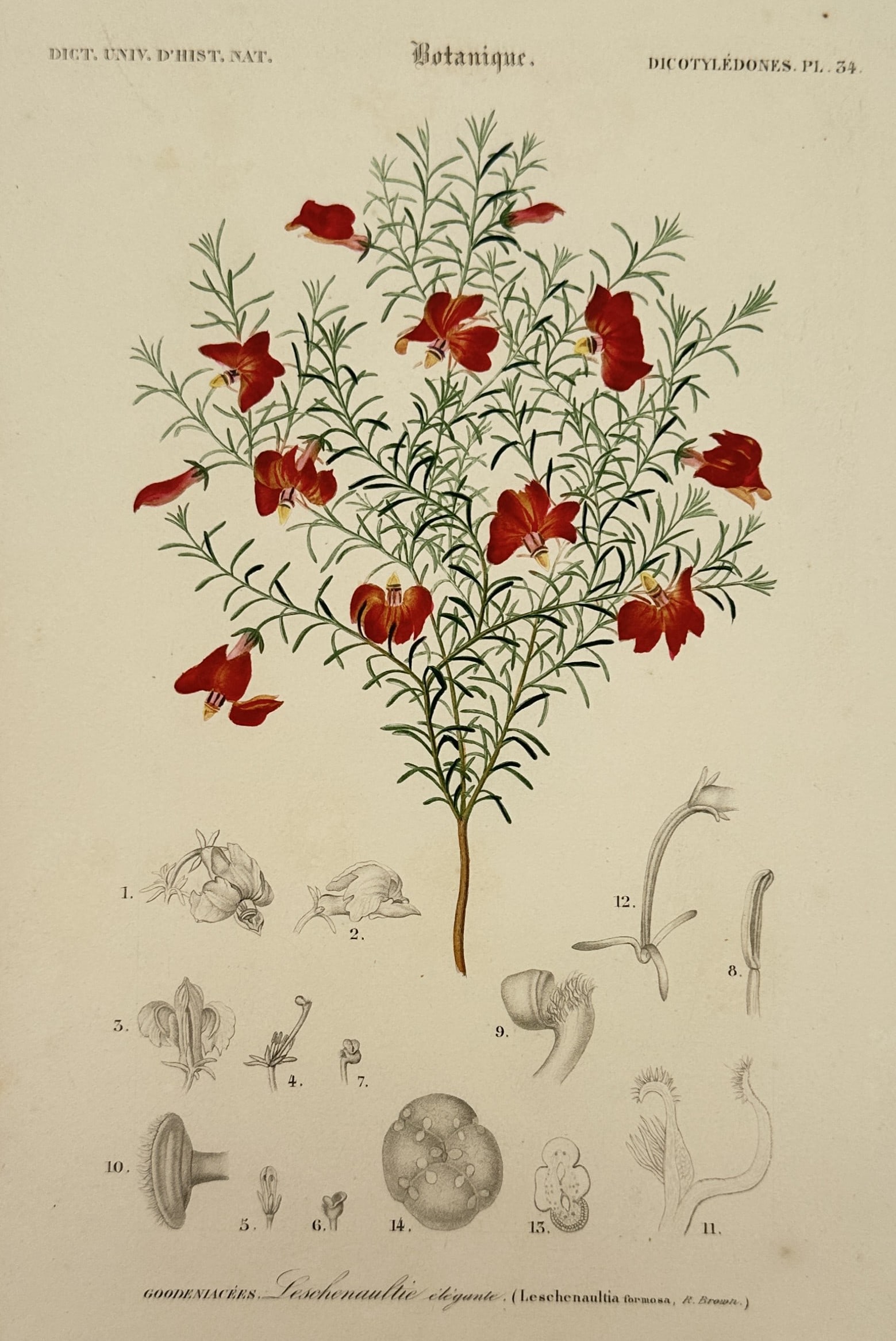 Charles d'Orbigny (1806-1876) – View of Botanical Study: Leschenaultia – Hand-coloured engraving: "Botanique. Dicotyledones. Leschenaultia elegante" is a hand-coloured engraving showing a flowering Leschenaultia plant with various anatomical dissections of the seeds and petals. This work is part o