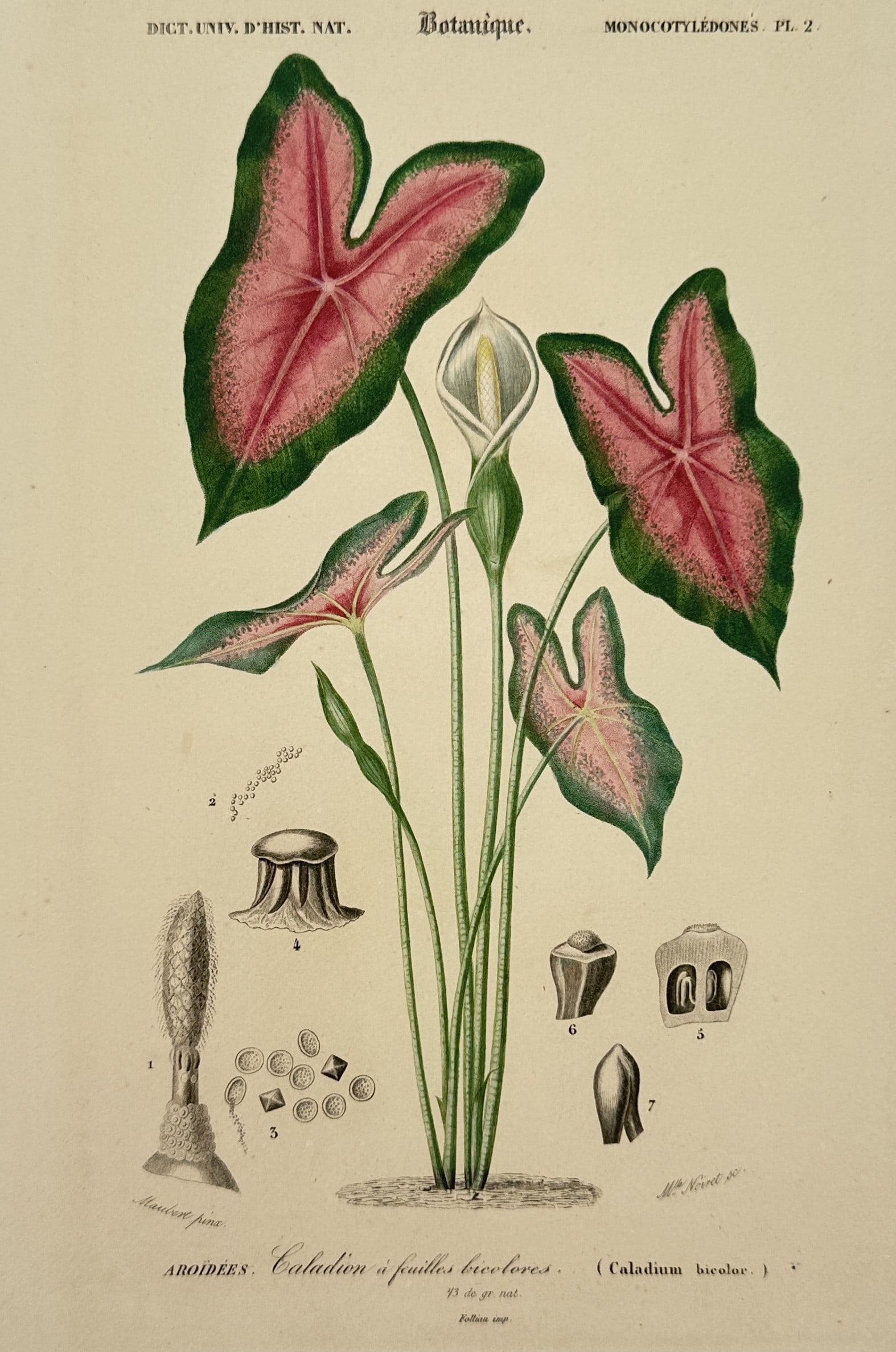 Charles d'Orbigny (1806-1876) – View of Botanical Study: Caladium – Hand-coloured engraving: "Botanique. Monocotyledones. Caladion a feuilles bicolores" is a hand-coloured engraving illustrating the vibrant foliage and floral structure of the Caladium bicolor plant. This work was published as