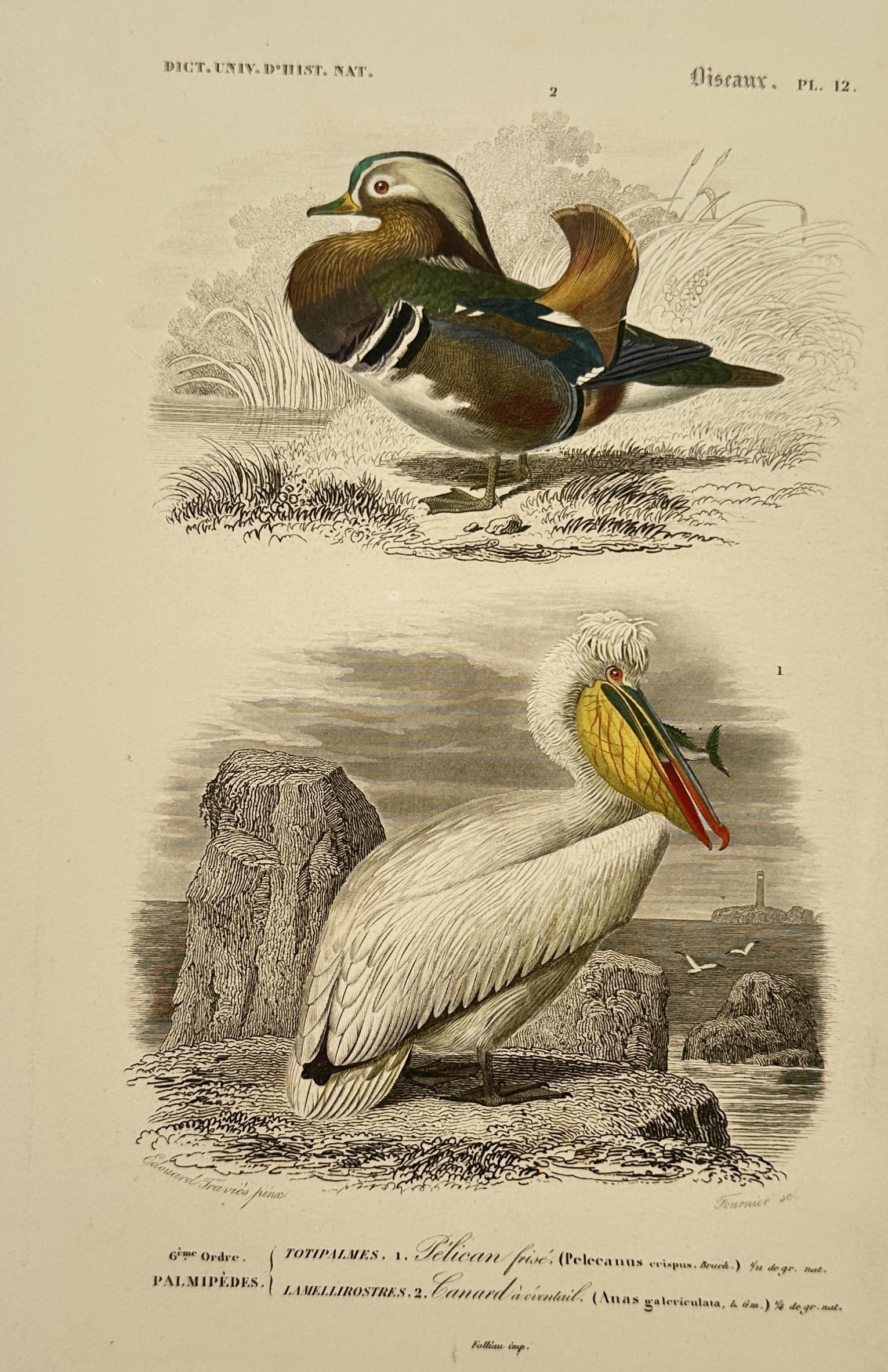 Charles d'Orbigny (1806-1876) – View of Ornithological Study: Pelican and Duck: "Oiseaux. Pelican frise. Canard a cimier" is a hand-coloured engraving illustrating a Dalmatian pelican standing on a rocky shore and a Mandarin duck in a marshland setting. This work is a plate from