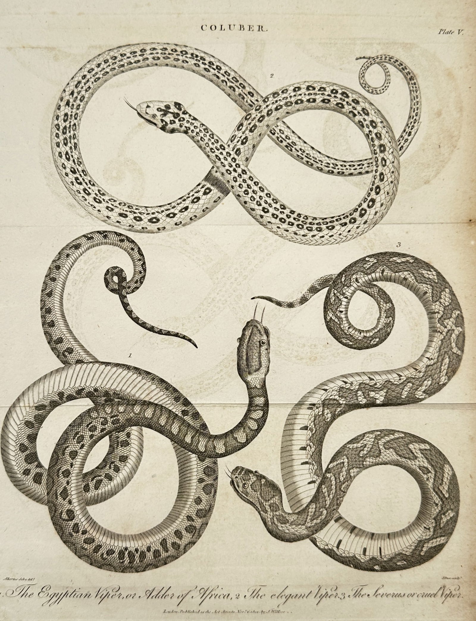 John Wilkes (1750-1810) – View of Herpetological Study: Coluber – Engraving (1806): "Coluber. 1. The Egyptian Viper, or Adder of Africa. 2. The elegant Viper. 3. The Severus or cruel Viper" is an engraving that illustrates three coiled snake specimens with distinct scale patterns. Th