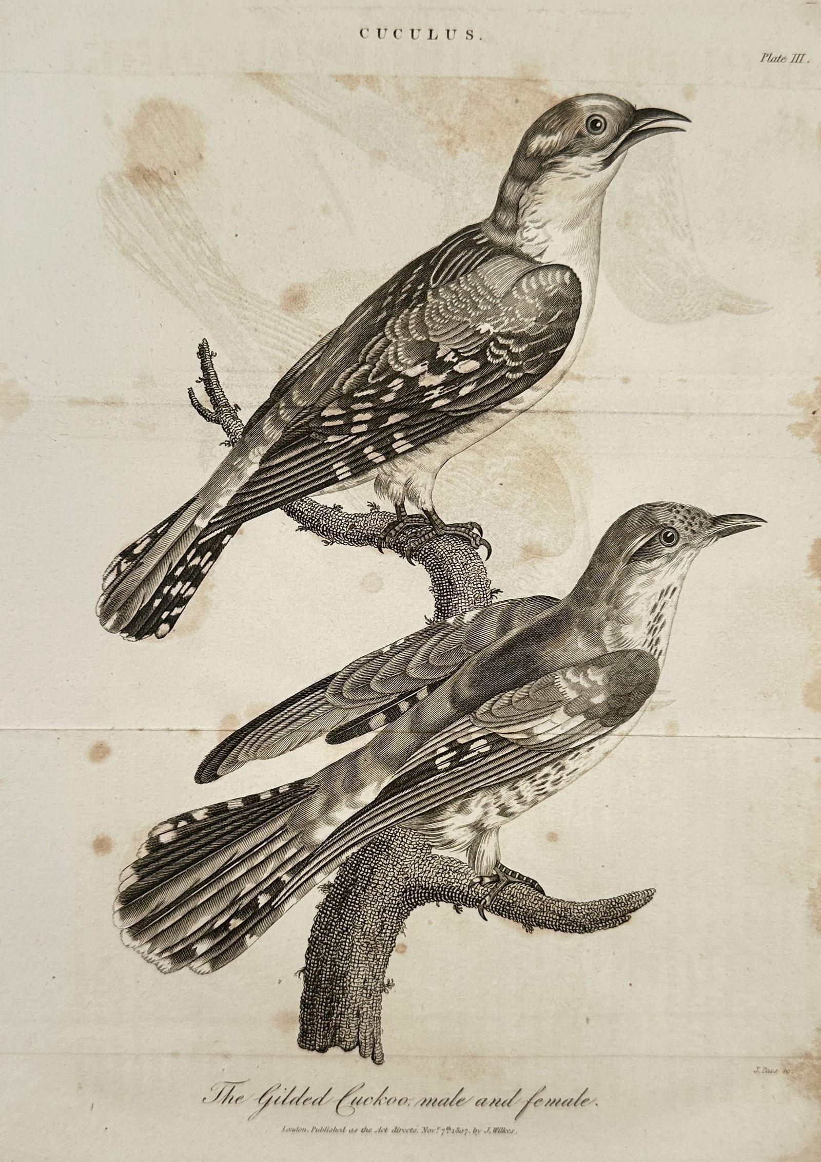 John Wilkes (1750-1810) – View of Ornithological Study: Gilded Cuckoo – Engraving (1807): "The Gilded Cuckoo male and female" is an engraving showing two birds perched on a branch, illustrating the plumage differences between the sexes. This work was published in London by John Wilkes for