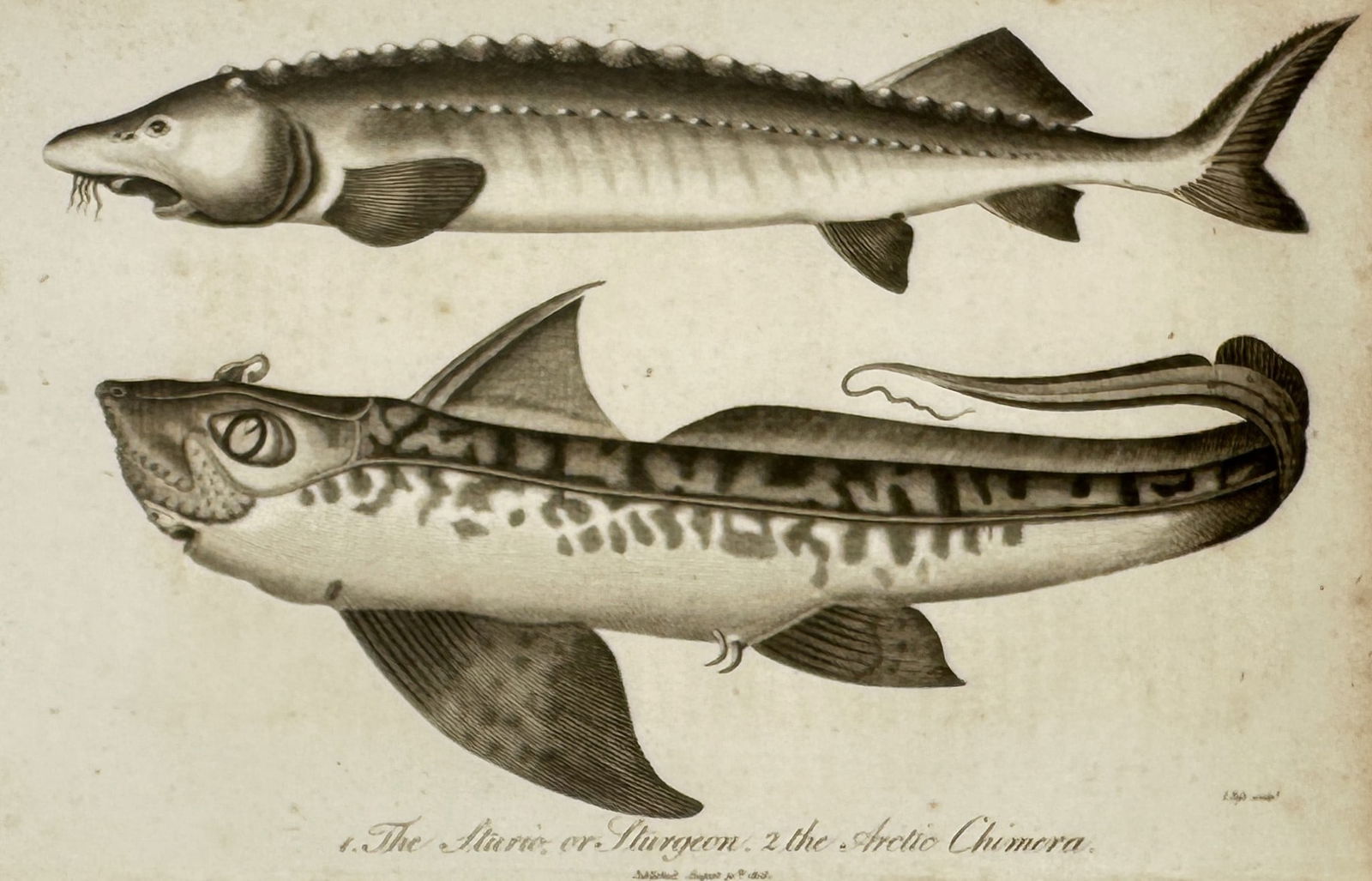 John Pass (active 1796-1823) – View of Ichthyological Study: Sturgeon and Arctic Chimera: "1. The Sturio, or Sturgeon. 2. the Arctic Chimera." is an engraving showing two distinct fish species with anatomical detail. This work was published in London as an illustration for a scientific per
