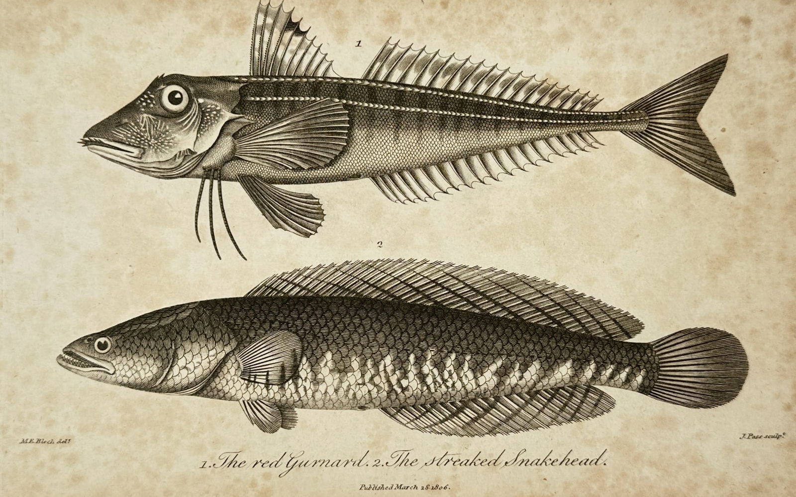 John Pass (active 1796-1823) – View of Ichthyological Study: Red Gurnard and Streaked Snakehead: "1. The red Gurnard. 2. The streaked Snakehead." is an engraving showing two species of fish with detailed scale and fin textures. This work was published in London as a plate for a scientific publica