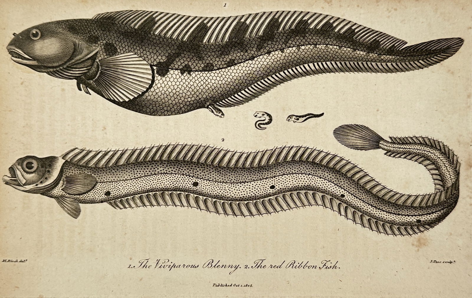 John Pass (active 1796-1823) – View of Ichthyological Study: Viviparous Blenny and Red Ribbon Fish: "1. The Viviparous Blenny. 2. The red Ribbon Fish." is an engraving illustrating two elongated fish species alongside small anatomical details. This work was published in London as a plate for a scien