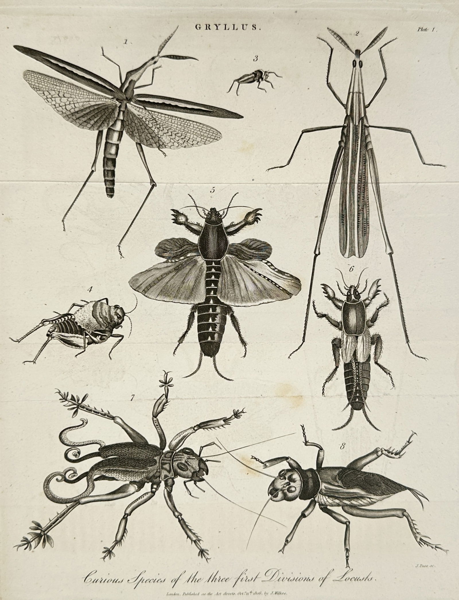 John Wilkes (1750-1810) – View of Entomological Study: Gryllus – Engraving (1806): "Curious Species of the three first Divisions of Locusts" is an engraving illustrating various locust and cricket specimens under the genus Gryllus, showing detailed anatomical structures and wing pat