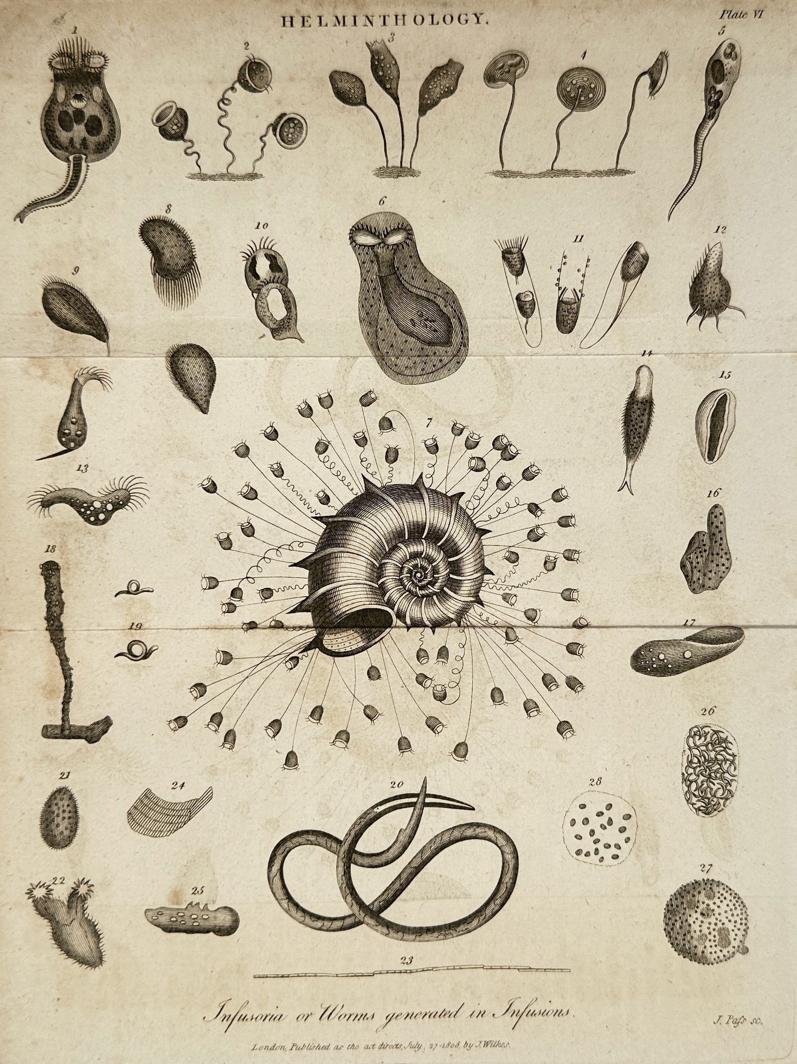 John Wilkes (1750-1810) – View of Helminthological Study: Infusoria – Engraving (1808): "Infusoria or Worms generated in Infusions" is an engraving that illustrates various microscopic organisms and parasitic worms, including detailed depictions of cellular structures and polyps. This wo