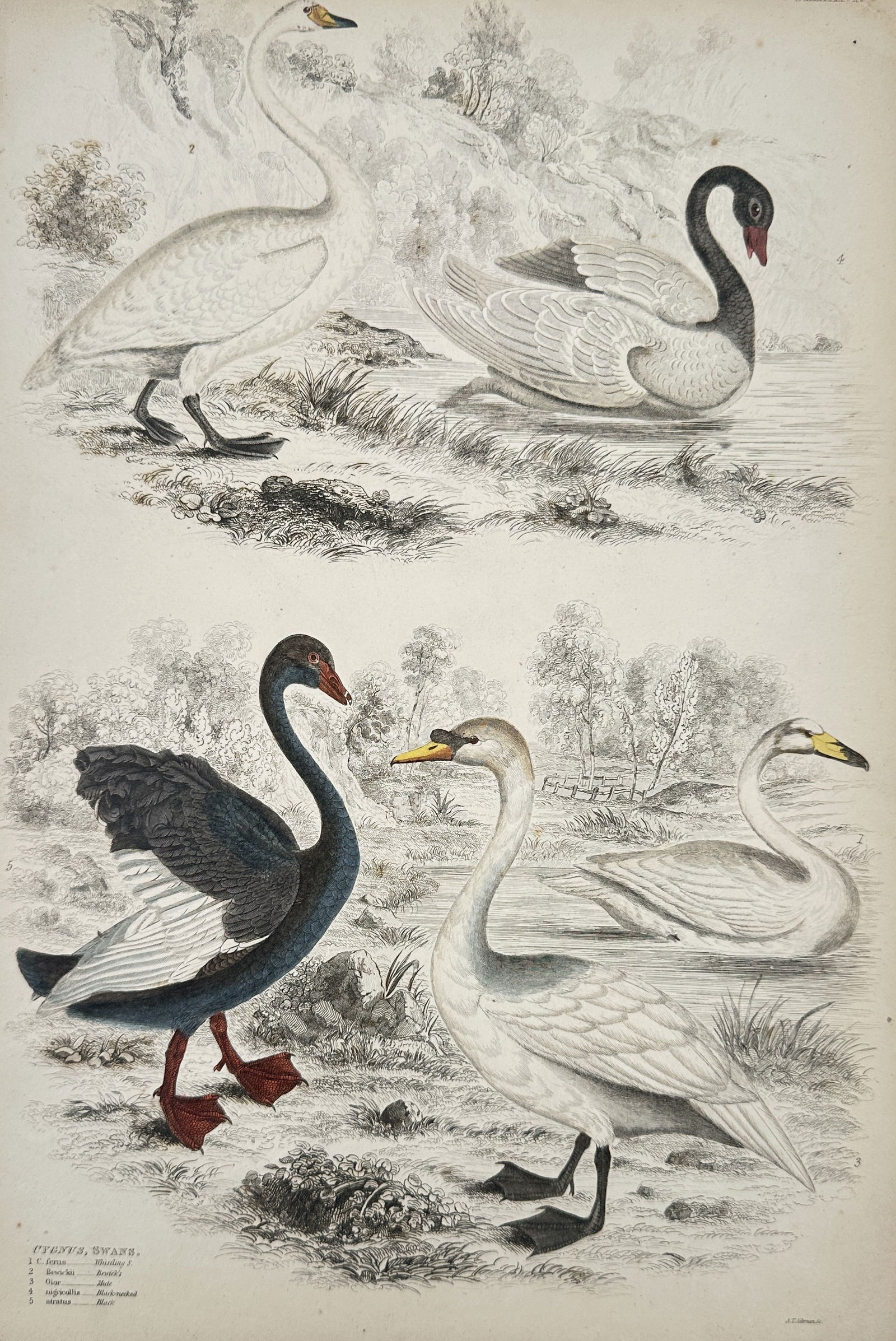 Jean-Charles Werner (1791-1849) – View of Ornithological Study: Swans – Hand-coloured engraving: "Cygnus, Swans" is a hand-coloured engraving depicting several swan species including the black swan and the whistling swan in a marshland environment. This work was published in Paris as part of a ma