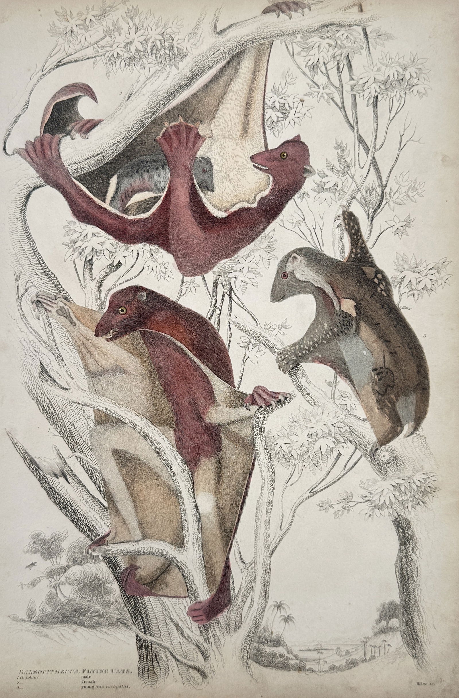Jean-Charles Werner (1791-1849) – View of Mammals: Flying Cats – Hand-coloured engraving: "Galeopithecus. Flying Cats." is a hand-coloured engraving showing several colugos, or flying lemurs, in various positions among tree branches to demonstrate their gliding membranes. This work was pub