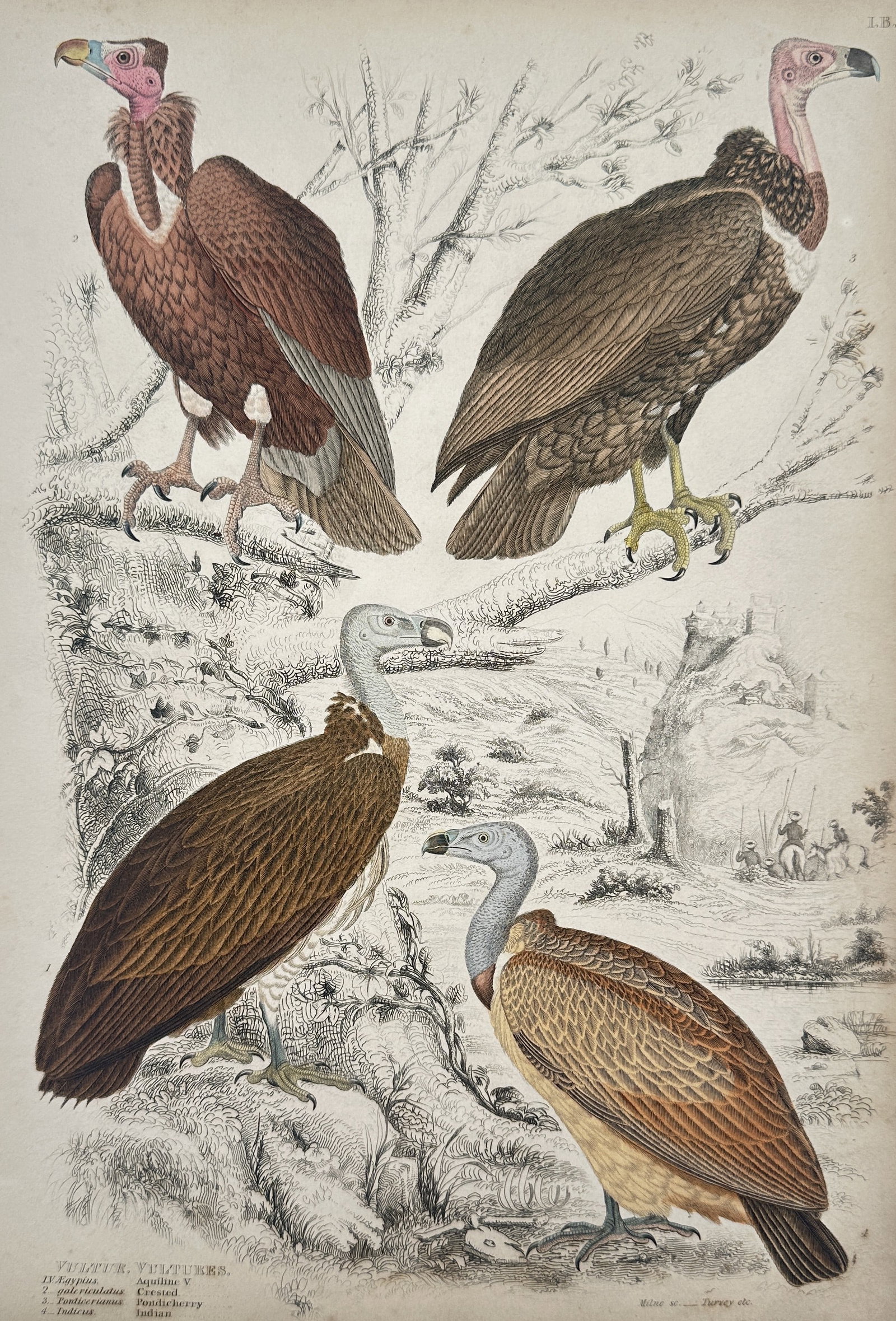 Jean-Charles Werner (1791-1849) – View of Ornithological Study: Vultures: "Vultur, Vultures" is a hand-coloured engraving showing four vulture species, including the Pondicherry and Indian varieties, positioned on branches and within a landscape. This work was published in