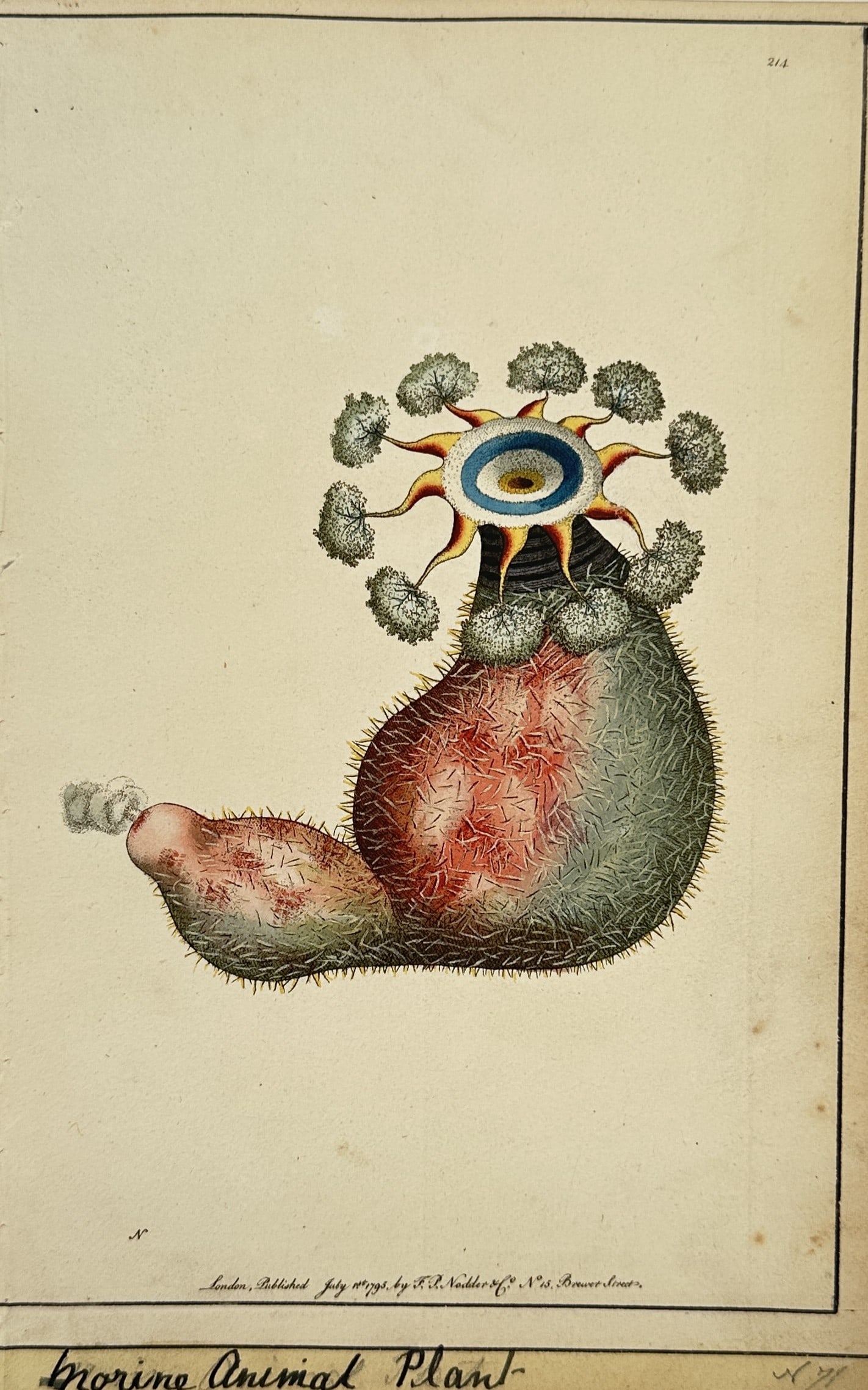 Frederick Nodder (active 1770-1800) – View of Marine Biology: Brine Animal Plant: "Brine Animal Plant" is a hand-coloured engraving depicting a detailed study of a marine organism, likely a sea anemone or holothurian, with specialized appendages and a textured body. This work was p