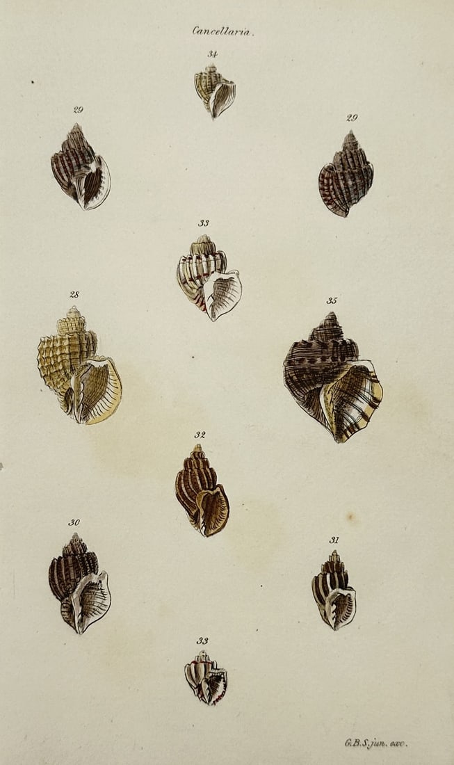 George B. Sowerby I (1788-1854) – View of Conchological Study: Cancellaria (1 of 2)