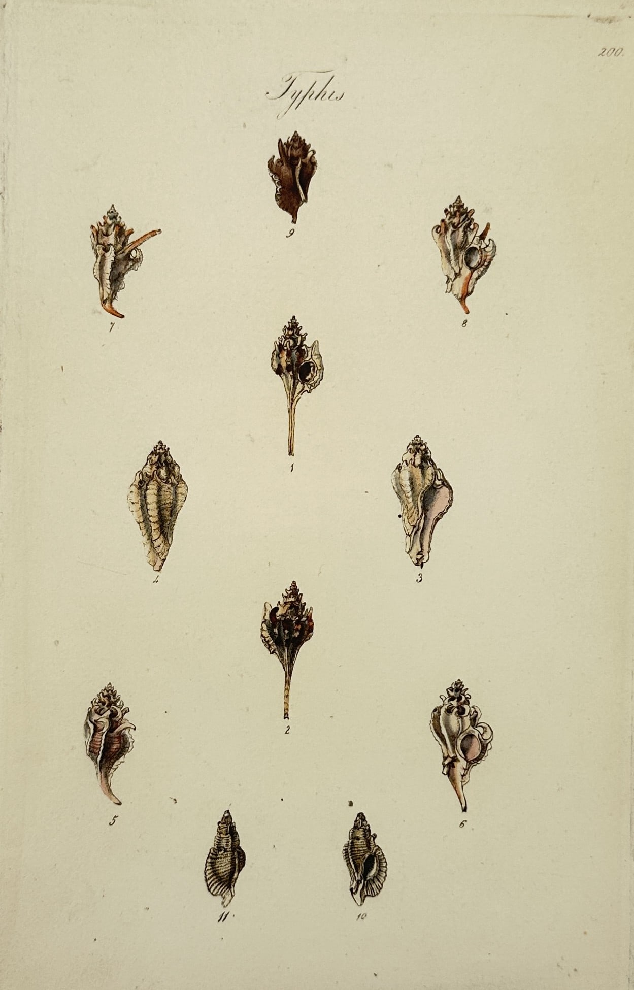 George B. Sowerby I (1788-1854) – View of Conchological Study: Typhis – Hand-coloured engraving (1 of 2)