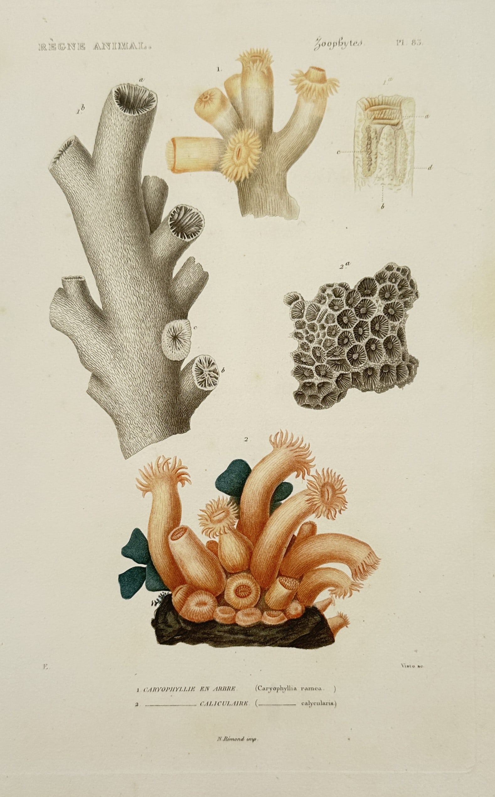 Georges Cuvier (1769-1832) – View of Zoophytes: Caryophyllia and Cauliculine: "Regne Animal. Zoophytes. Caryophyllia ramea. Cauliculine" is a hand-coloured engraving providing a detailed study of coral structures and polyps, illustrating both the skeletal forms and the living o