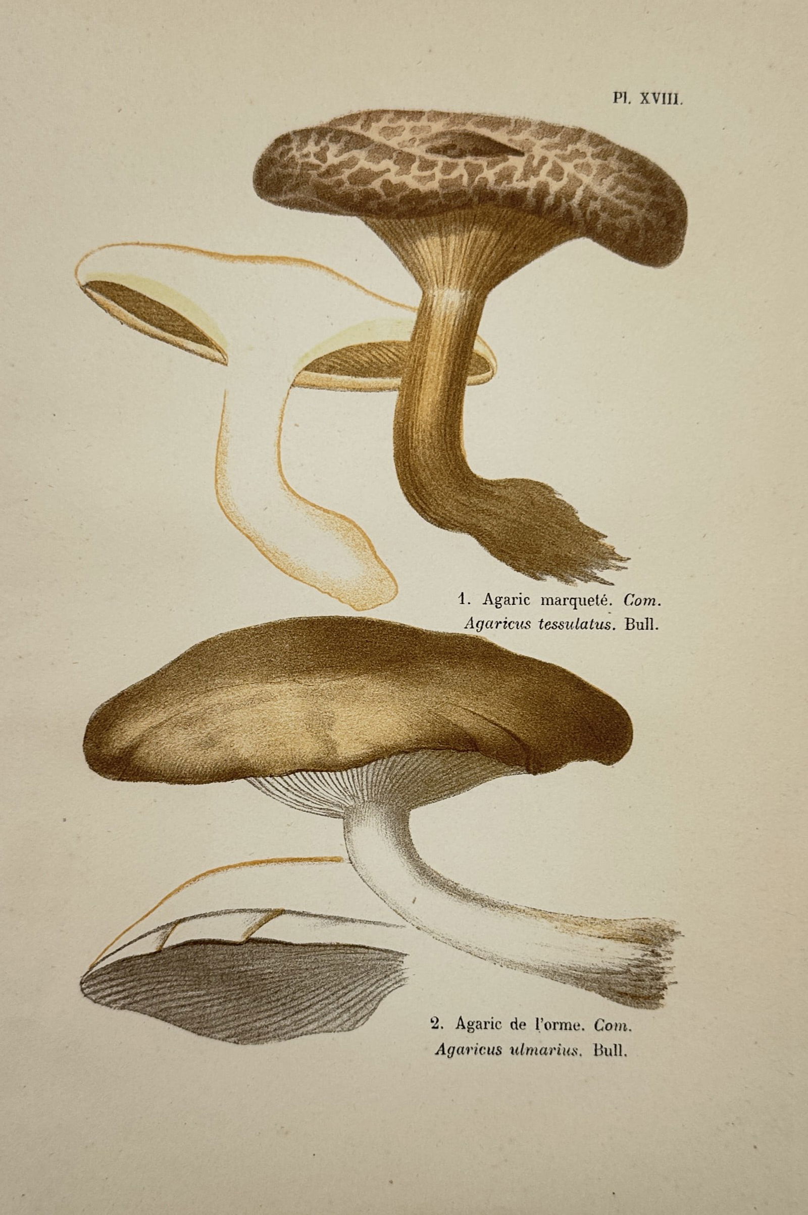 Aimée-Eugénie Delville-Cordier (1822-1899) – View of Mycological Study: Marqueté and Elm: "Agaric marqueté. Agaric de l'orme." is a hand-coloured lithograph depicting two mushroom species, featuring detailed studies of their cap patterns, stem structures, and internal cross-sections. This