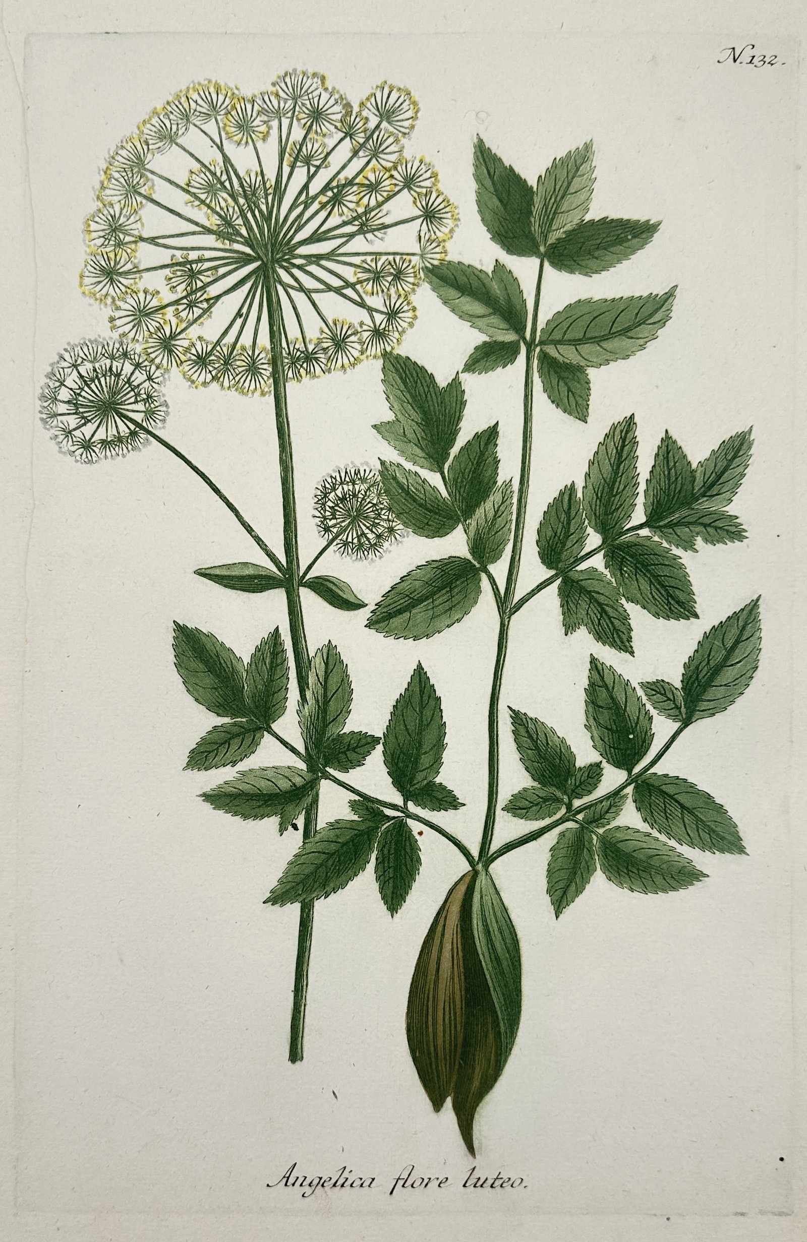 Francis WillughbyaJohann Wilhelm Weinmann – View of Botanical Study: Angelica flore luteo: "Angelica flore luteo" is a hand-coloured mezzotint engraving featuring a detailed study of a yellow-flowered Angelica plant, showcasing its complex umbel structure and serrated foliage. This work was