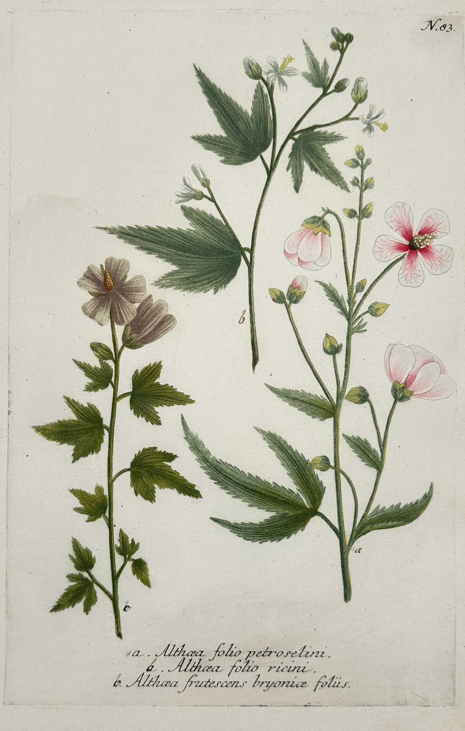 Francis WillughbyaJohann Wilhelm Weinmann – View of Botanical Study: Althaea varieties: "Althaea folio petroselini. Althaea folio ricini. Althaea frutescens bryoniae foliis." is a hand-coloured mezzotint engraving featuring a comparative botanical study of three mallow species, showcasin