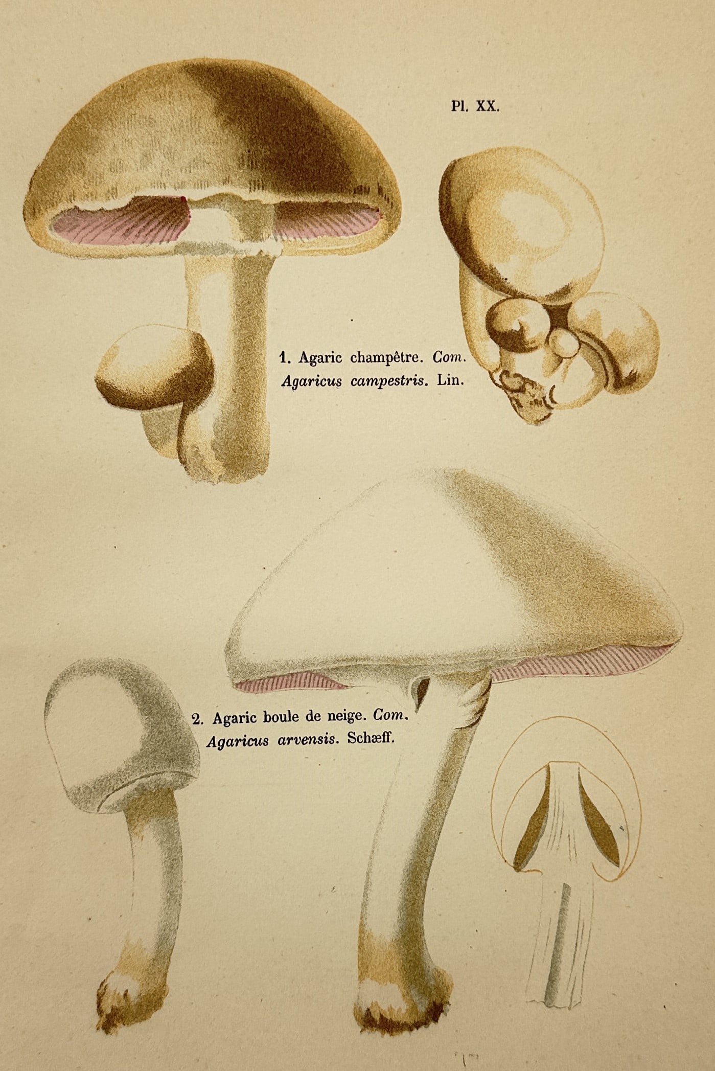 Aimée-Eugénie Delville-Cordier – Study of Field Mushroom – Chromolithograph (1876) (1 of 2)