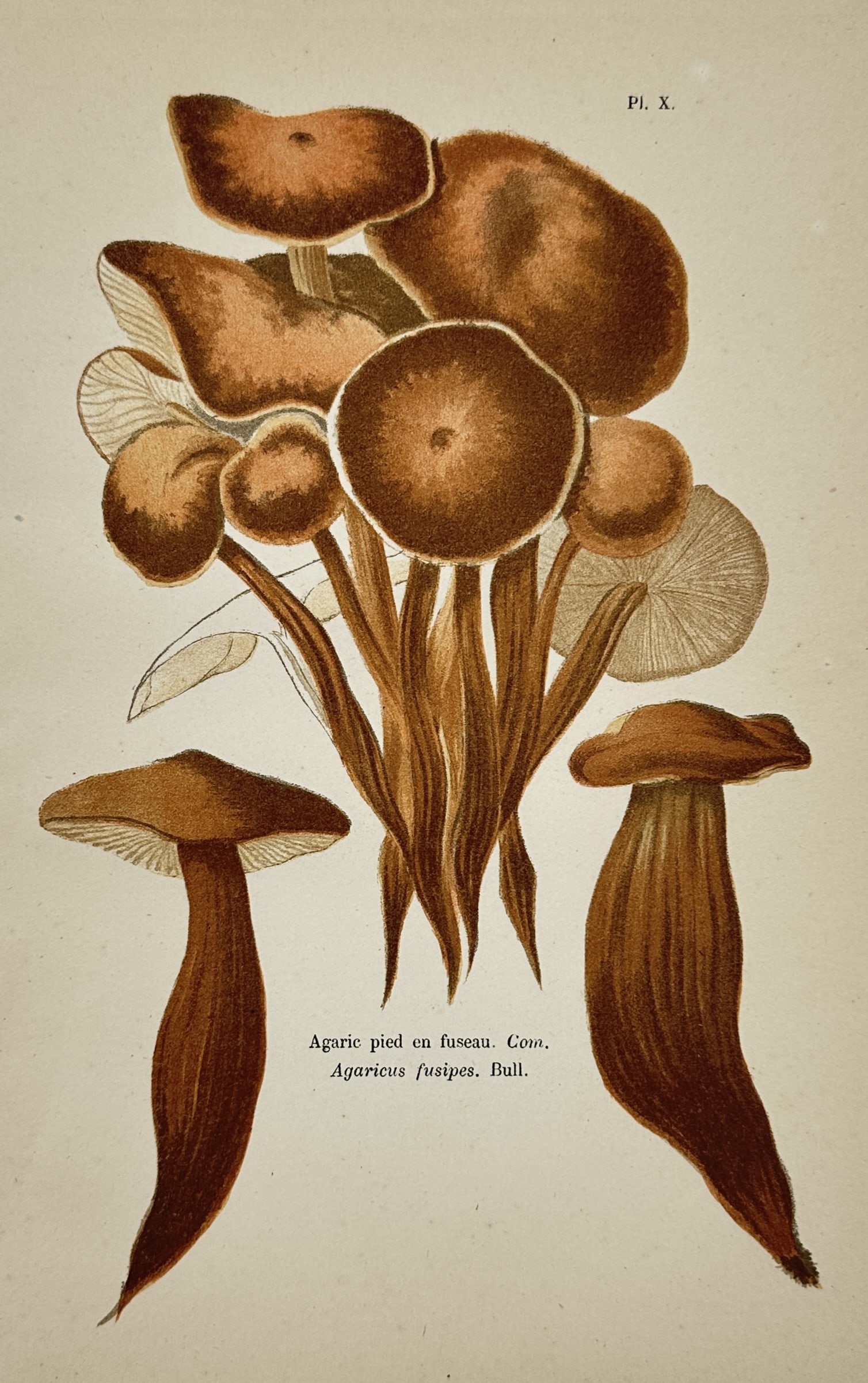Aimée-Eugénie Delville-Cordier – Study of Spindleshank – Chromolithograph (1876): "Agaric pied en fuseau." This botanical study illustrates the clusters of reddish-brown caps and the characteristically swollen, spindle-shaped stems of the Spindleshank mushroom. The work captures th