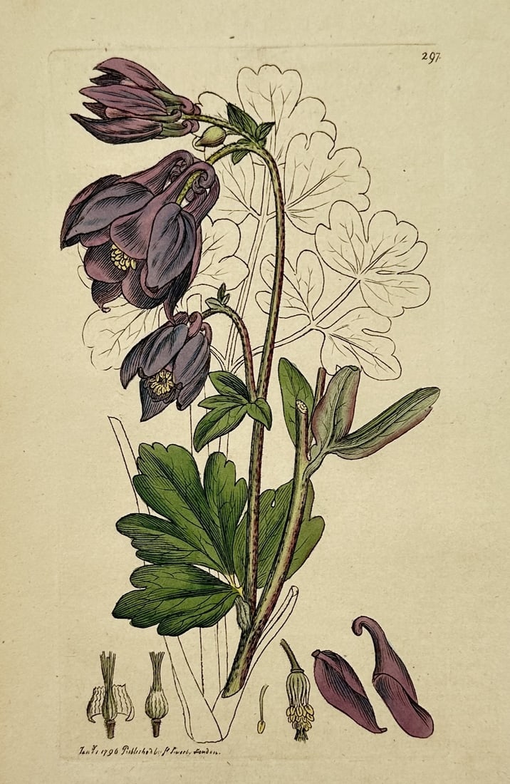 James Sowerby (1757–1822) – Common Columbine – Hand-coloured engraving (1796) (1 of 2)