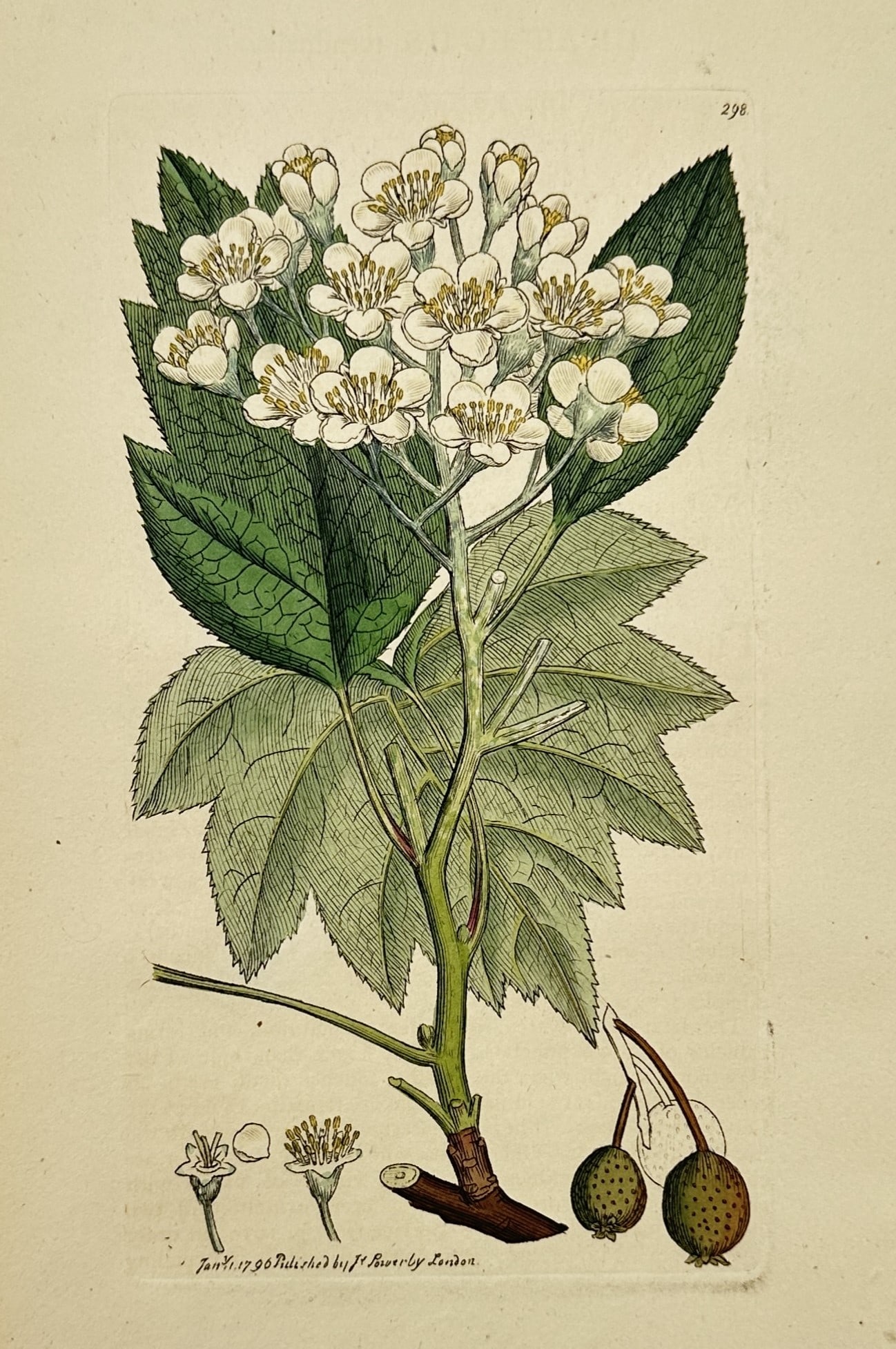 James Sowerby (1757–1822) – Wild Service Tree – Hand-coloured engraving (1796) (1 of 2)