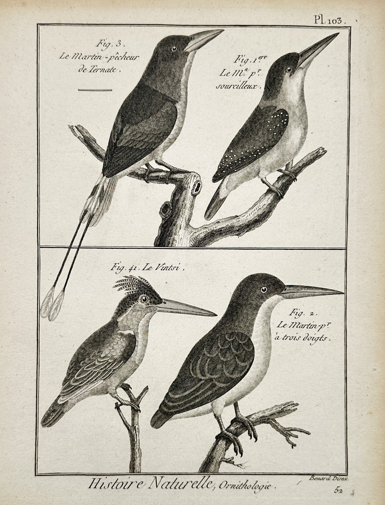 Robert Bénard (1734–1777) – Kingfishers – Engraving (1762) (1 of 2)