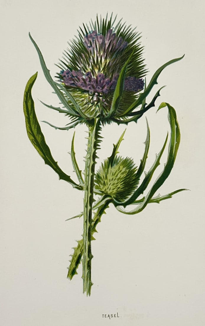 Frederick Edward Hulme (1841–1909) – Teasel – Chromolithograph (1875–1900) (1 of 2)