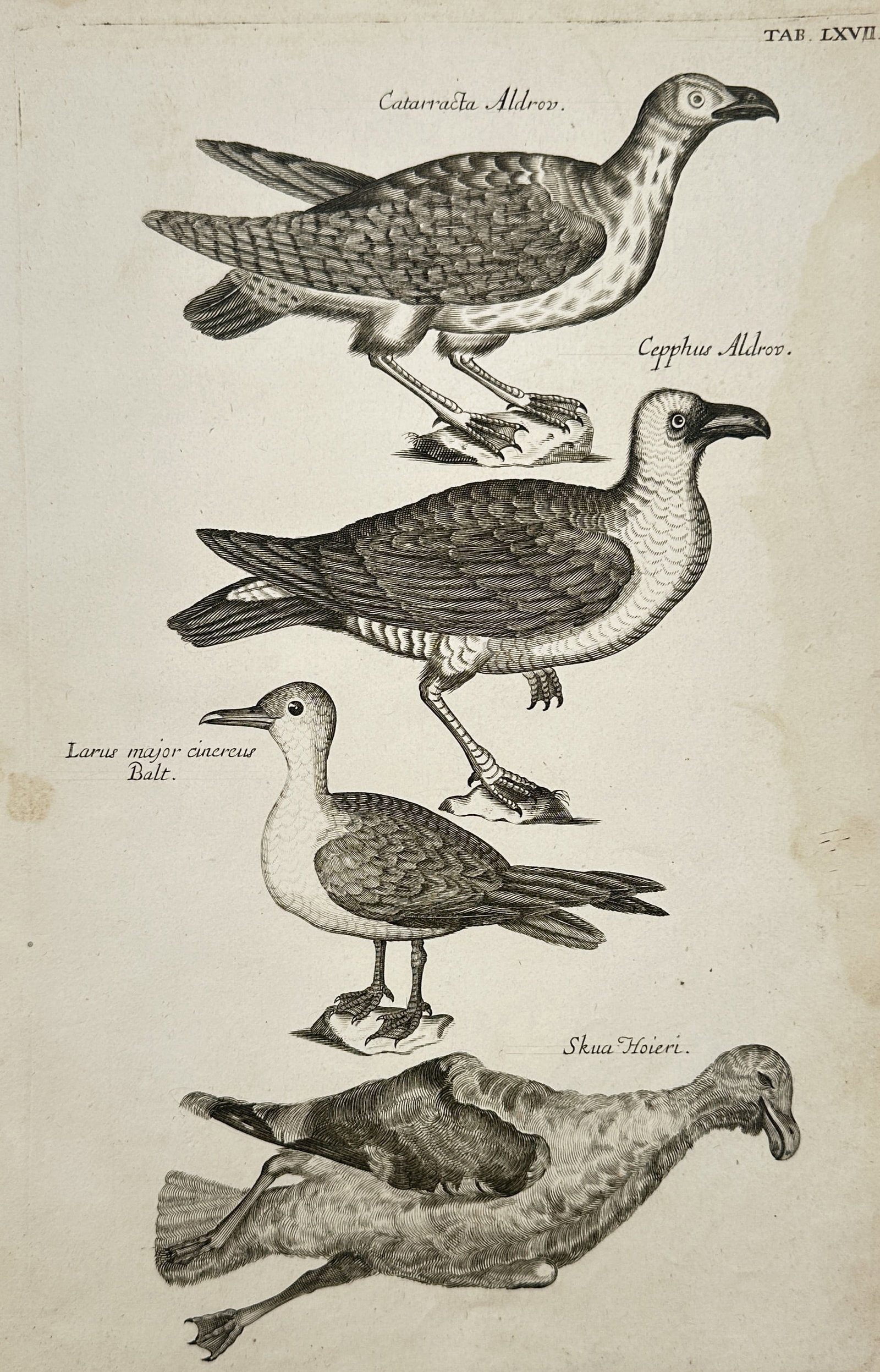 Francis Willughby – Various Species of Skuas and Gulls – Copperplate engraving (1678): "Catarracta Aldrov., Cepphus Aldrov., Larus major cinereus, and Skua Hoieri" illustrates four distinct species of large seabirds, providing a detailed anatomical study of their powerful hooked beaks,