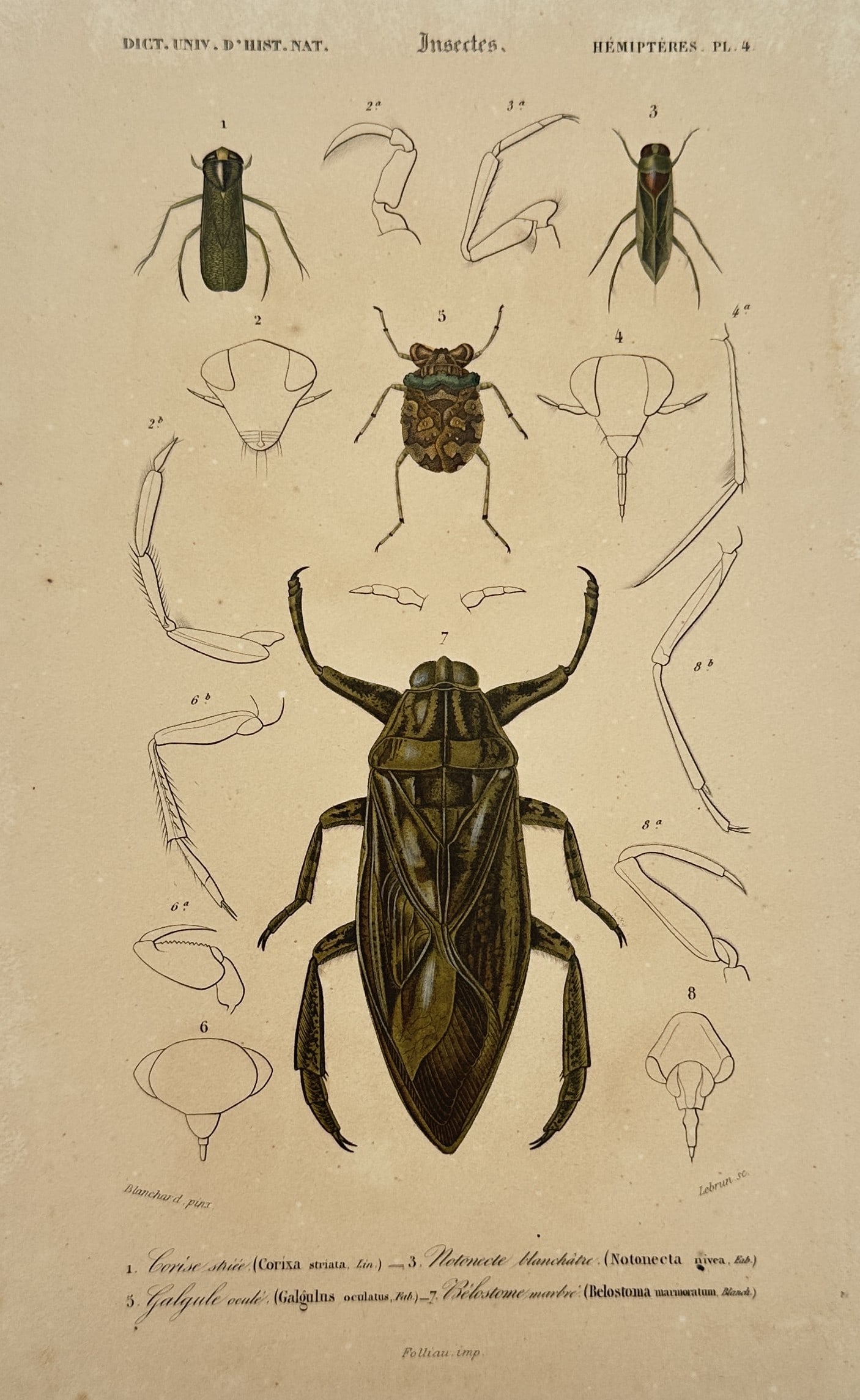 Charles Henry Dessalines d'Orbigny – Various Insect Species (Hemiptera) (1 of 2)