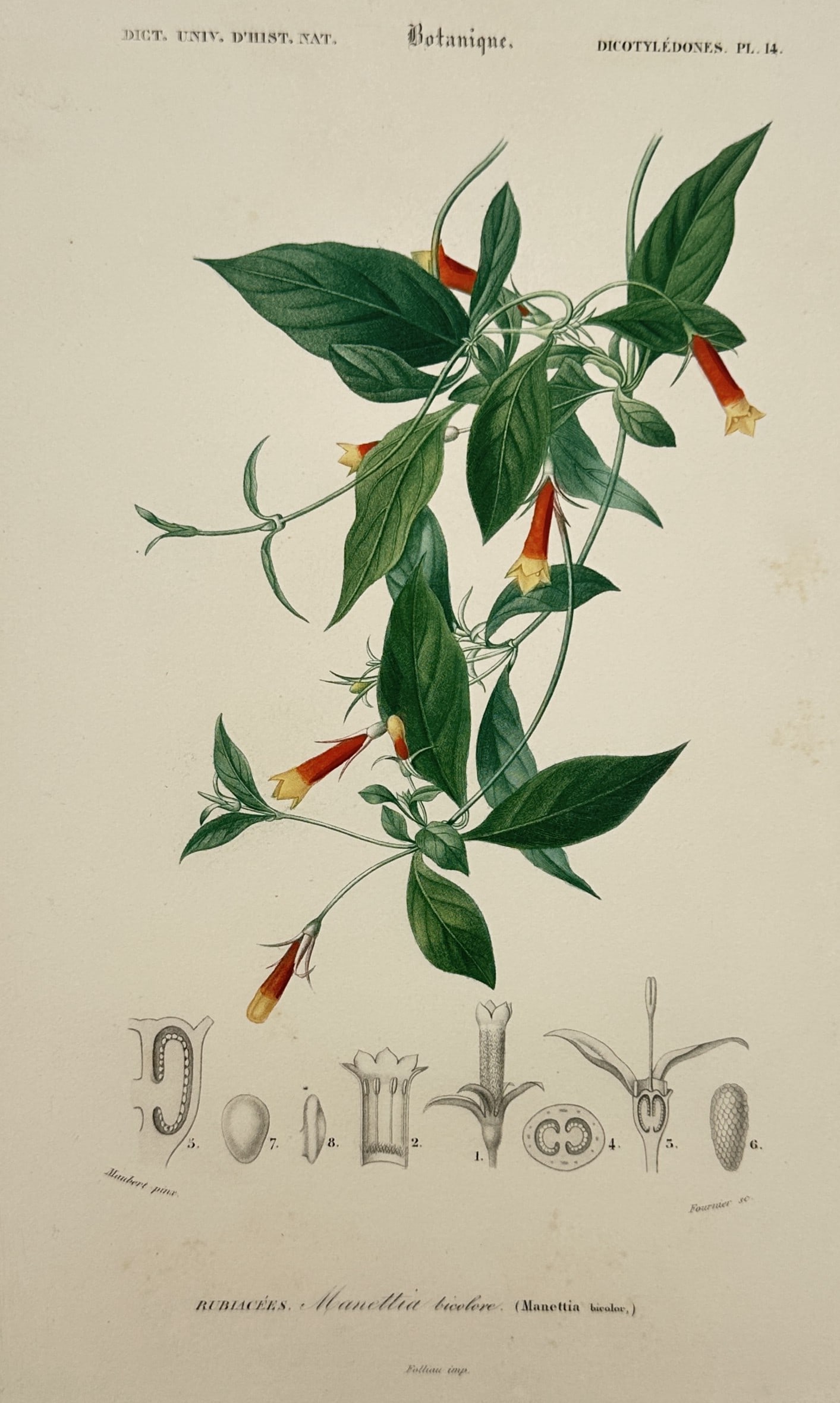 Charles Henry Dessalines d'Orbigny – Manettia bicolor (Firecracker Vine) – Hand-coloured (1 of 2)