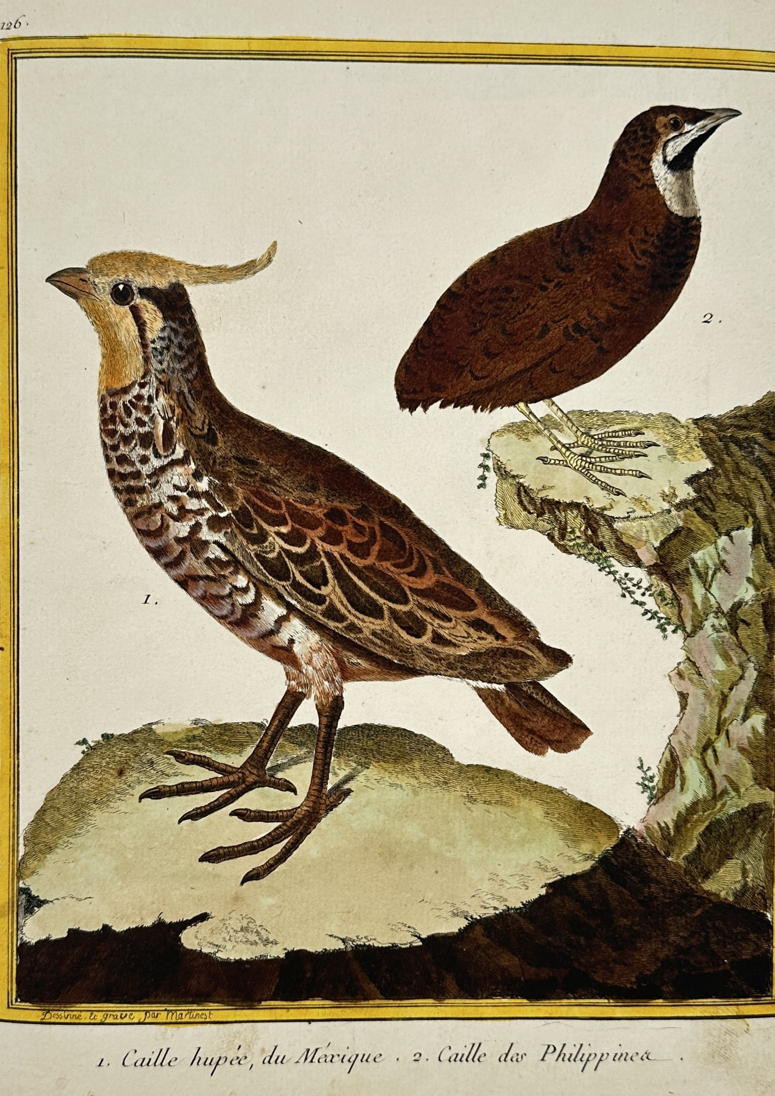 François-Nicolas Martinet – View of a crested quail and a Philippine quail – Hand-coloured (1 of 2)
