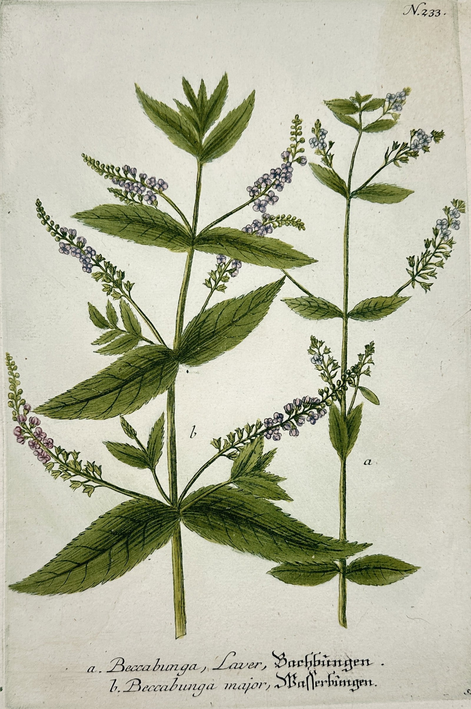 Johann Wilhelm Weinmann (1683-1741) – View of Brooklime – Hand-coloured etching (1737) (1 of 2)