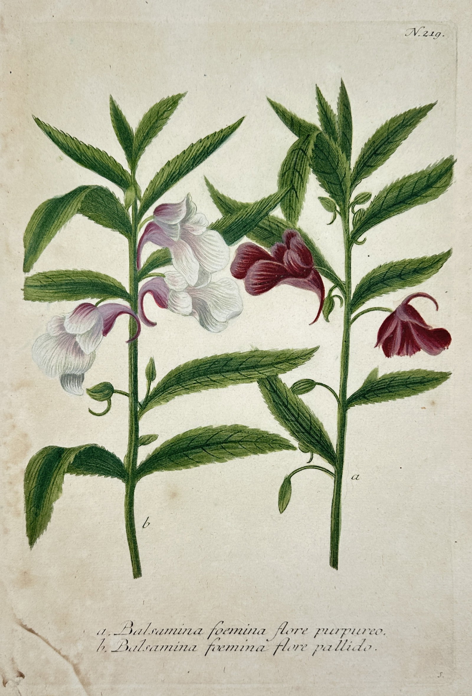 Johann Wilhelm Weinmann (1683-1741) – View of Garden Balsam – Hand-coloured etching (1737) (1 of 2)