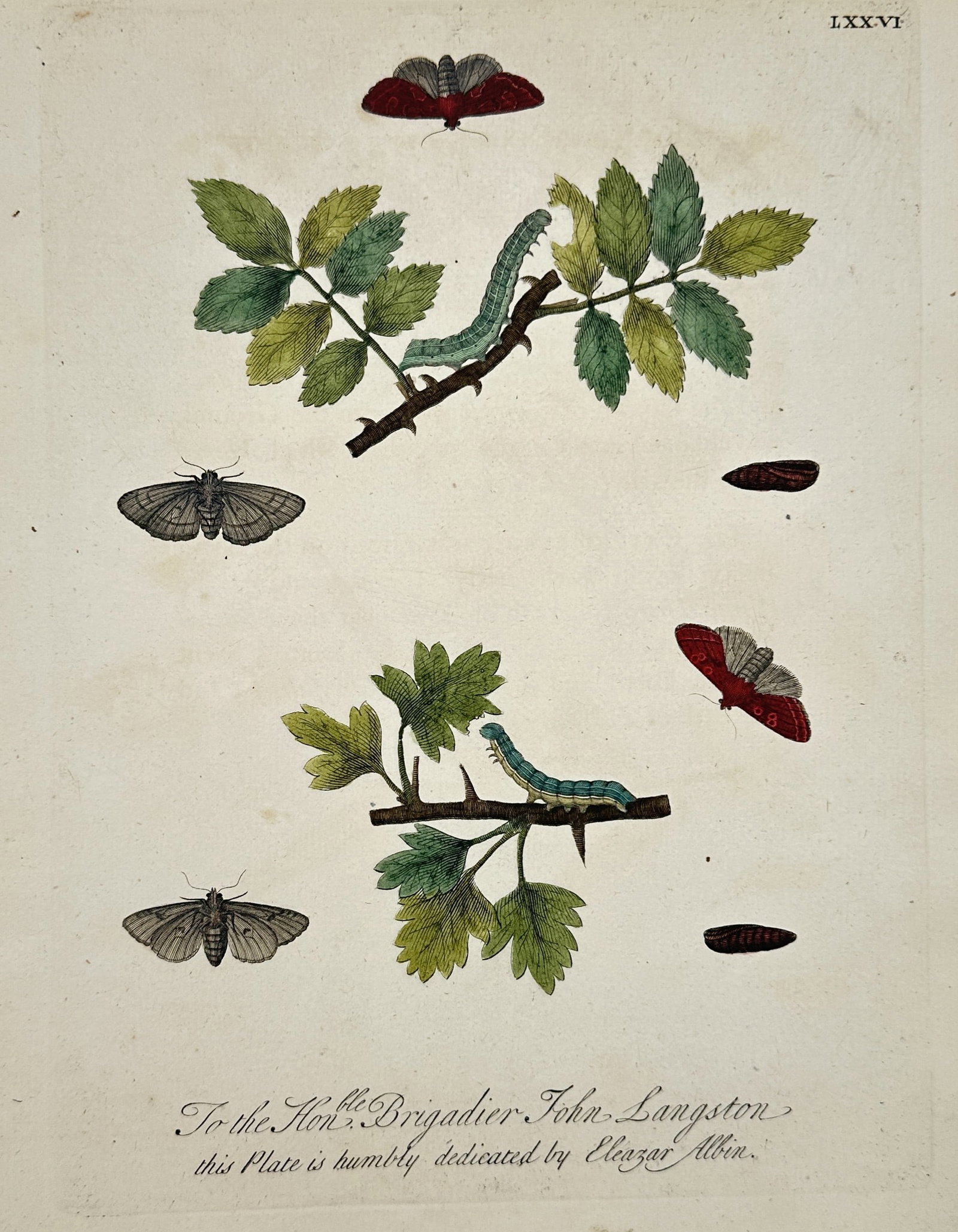 Eleazar Albin – View of various moths and caterpillars – Hand-coloured engraving (1720) (1 of 2)