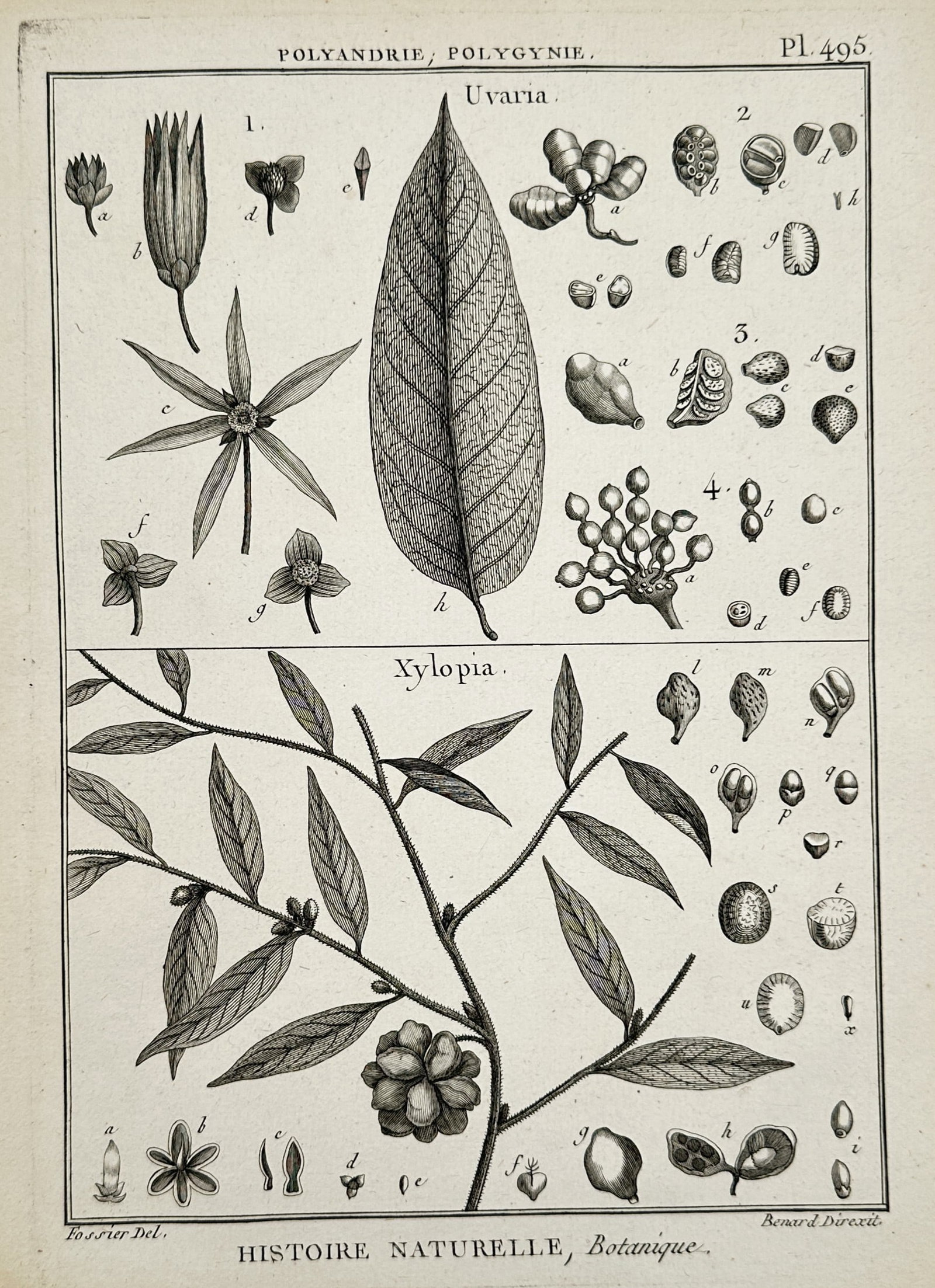 Robert Bénard (1734–1777) – View of Uvaria and Xylopia botanical studies – Engraving (1771): "Uvaria; Xylopia" This engraving displays detailed botanical studies of two genera within the Annonaceae family, featuring the leaves, flowers, and various seed stages of the Uvaria and Xylopia plants
