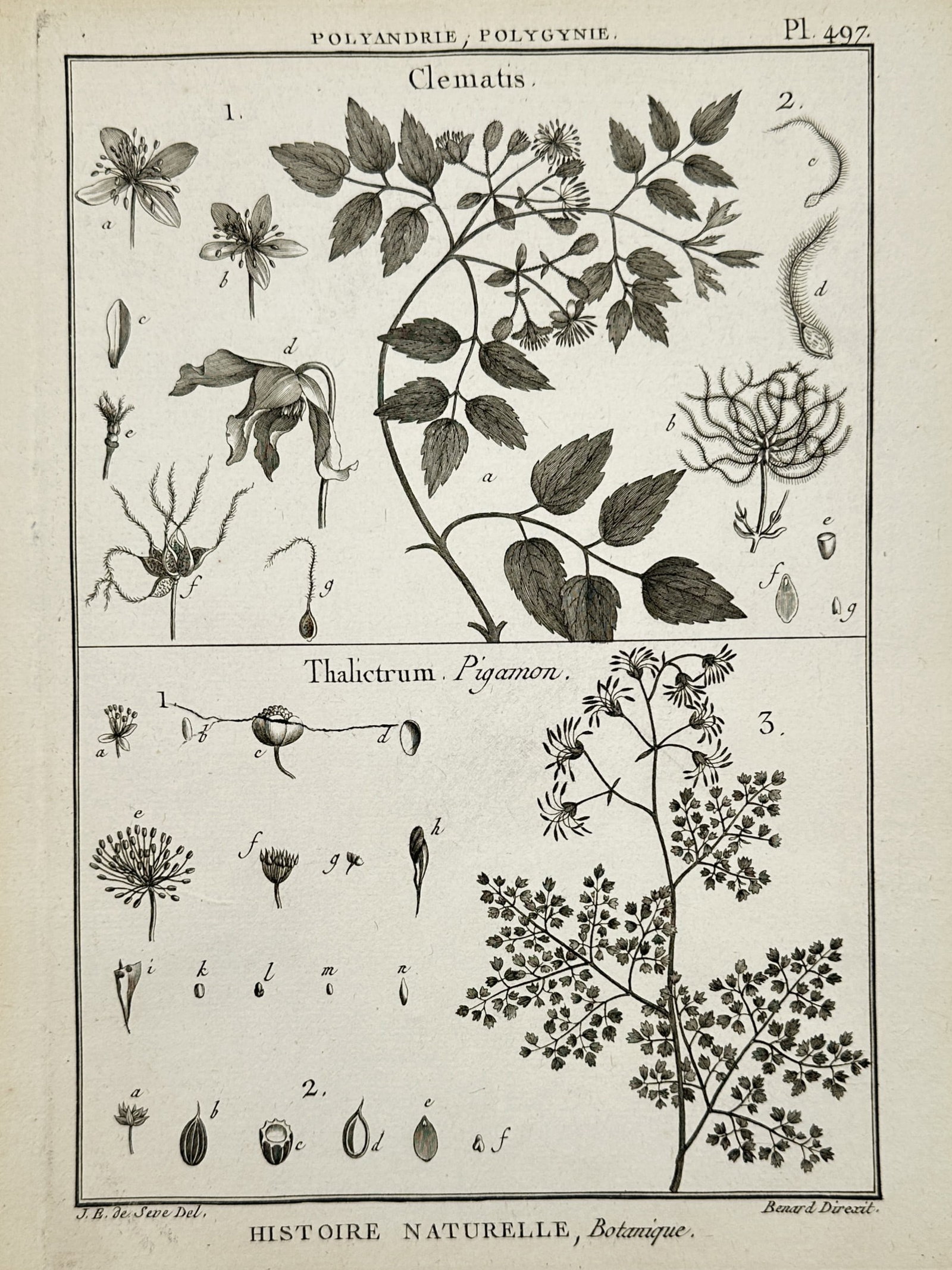 Robert Bénard (1734–1777) – View of Clematis and Thalictrum botanical studies – Engraving (1 of 2)