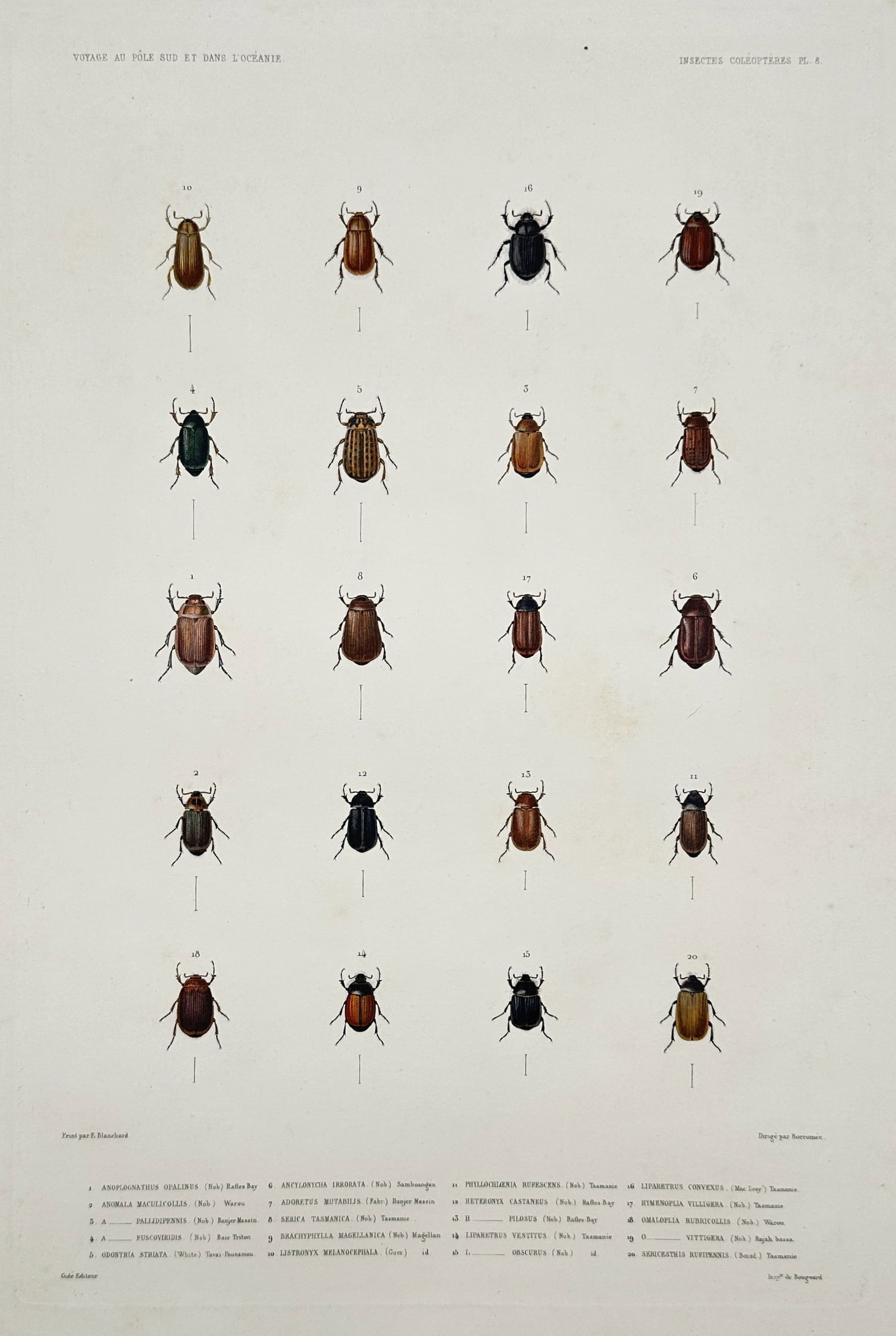 Jean-Baptiste Marie Bury – View of various coleoptera beetles – Hand-coloured engraving (c.: "Voyage au Pôle Sud et dans l'Océanie, Insectes Coléoptères" This hand-coloured engraving illustrates twenty scientific specimens of beetle species, displaying a diverse array of oval-bodied coleo