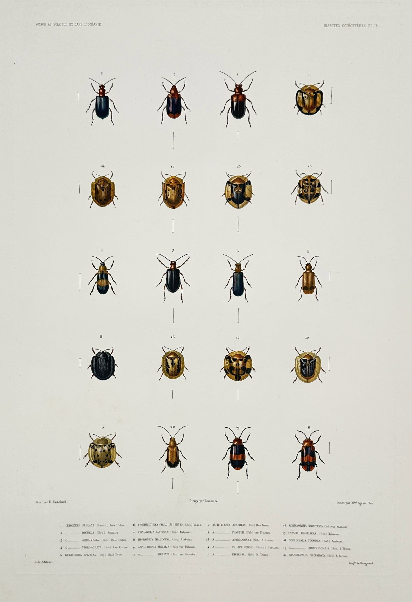 Jean-Baptiste Marie Bury – View of various coleoptera beetles – Hand-coloured engraving (c.: "Voyage au Pôle Sud et dans l'Océanie, Insectes Coléoptères" This hand-coloured engraving features nineteen scientific illustrations of beetle species, including several varieties of tortoise beet