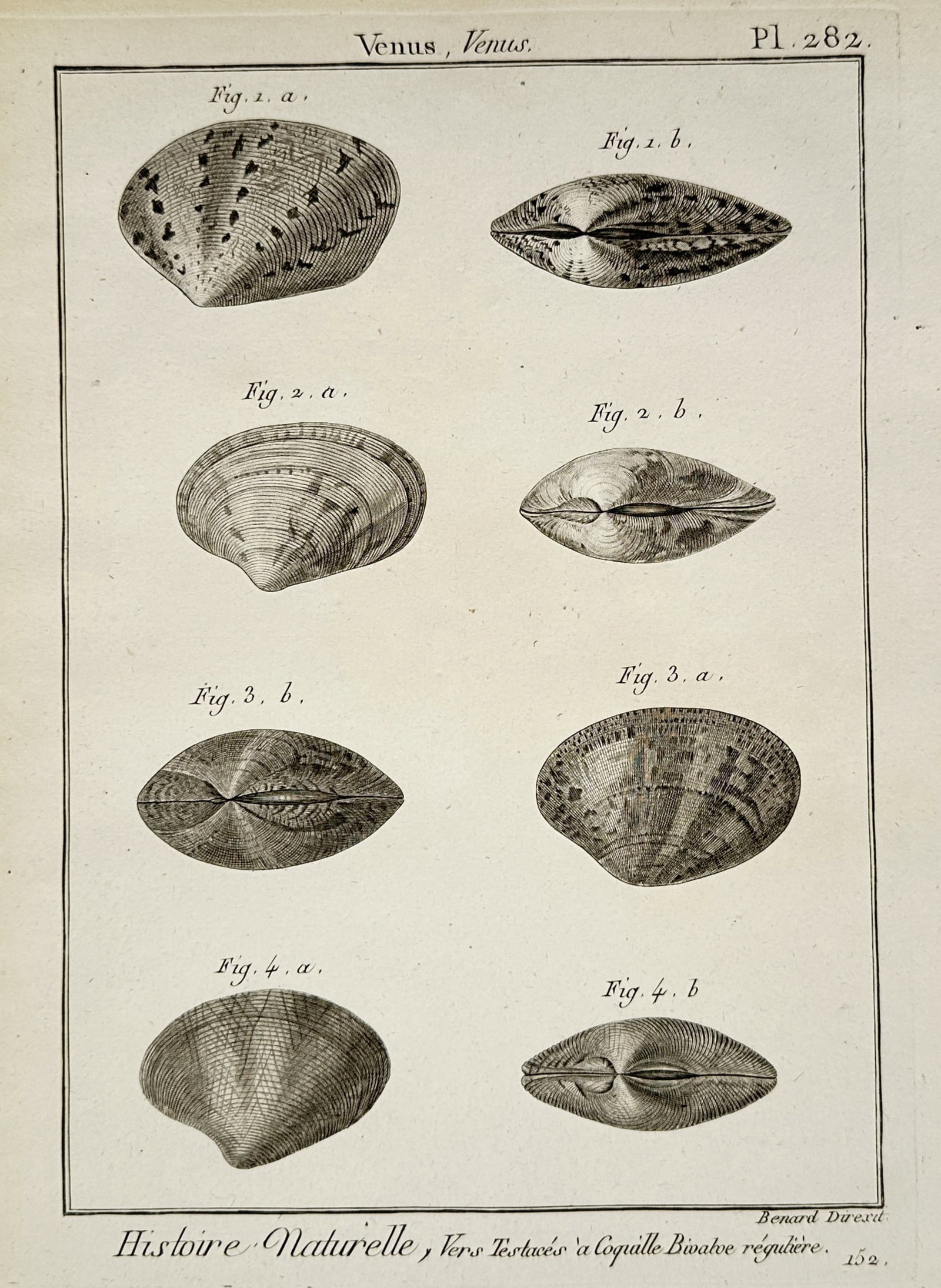 Robert Bénard (1734–1777) – View of Venus bivalve shell varieties – Engraving (1771) (1 of 2)