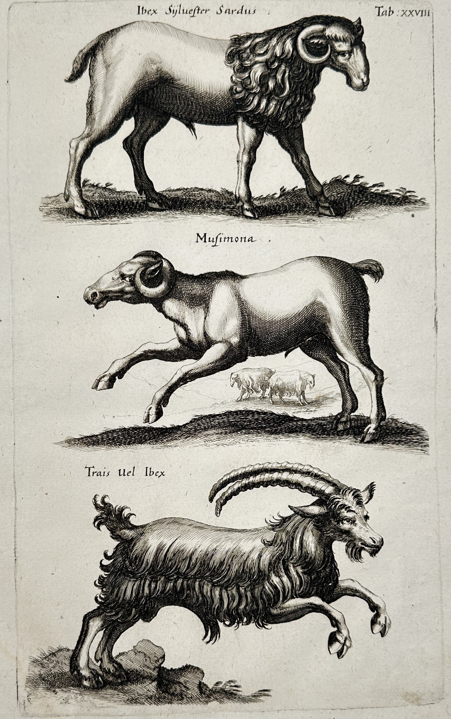 Jan Jonston (1603–1675) – View of various goats and ibexes – Engraving (1653) (1 of 2)