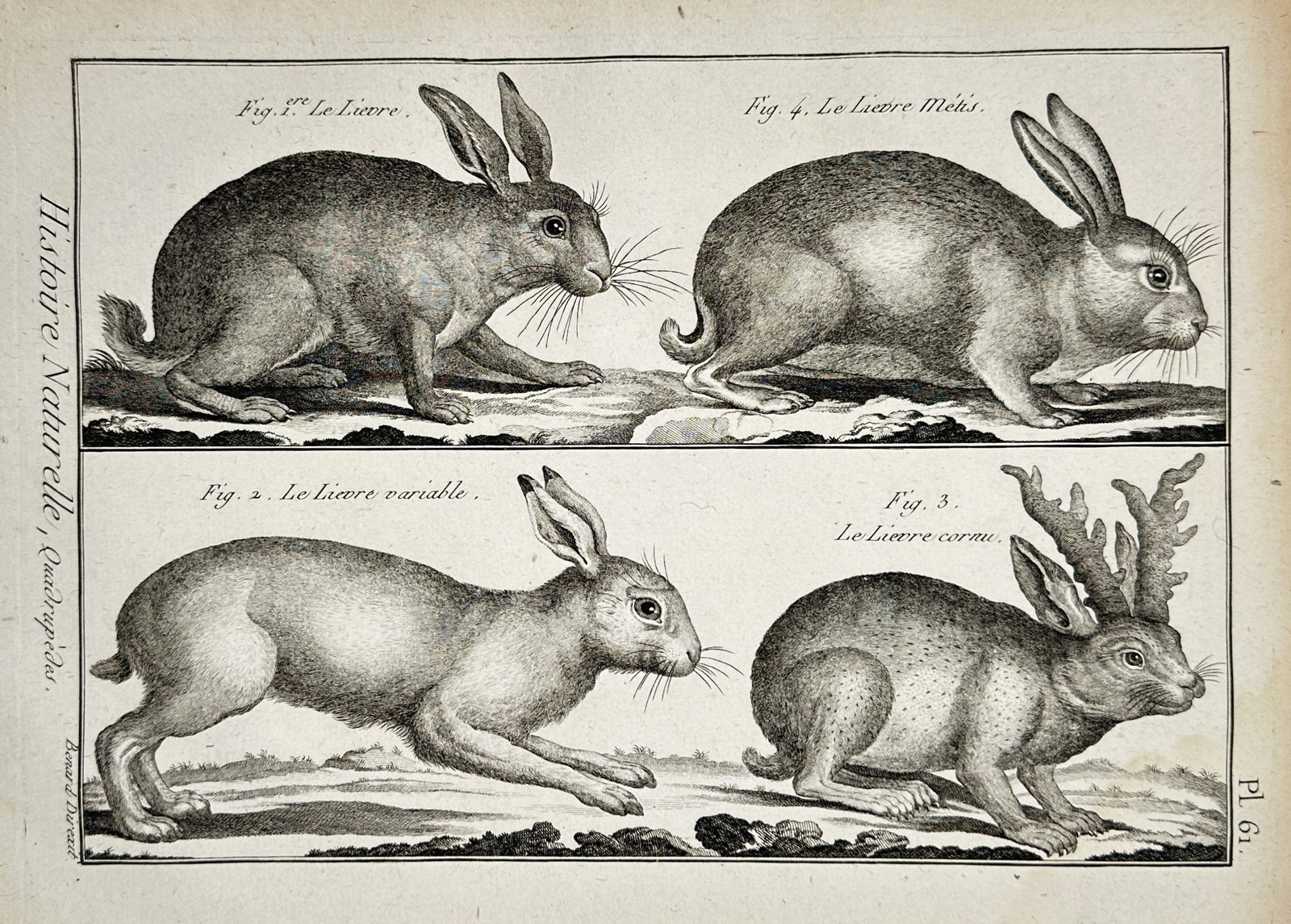 Robert Bénard (1734–1777) – Study of Four Hares – Engraving (1771) (1 of 2)