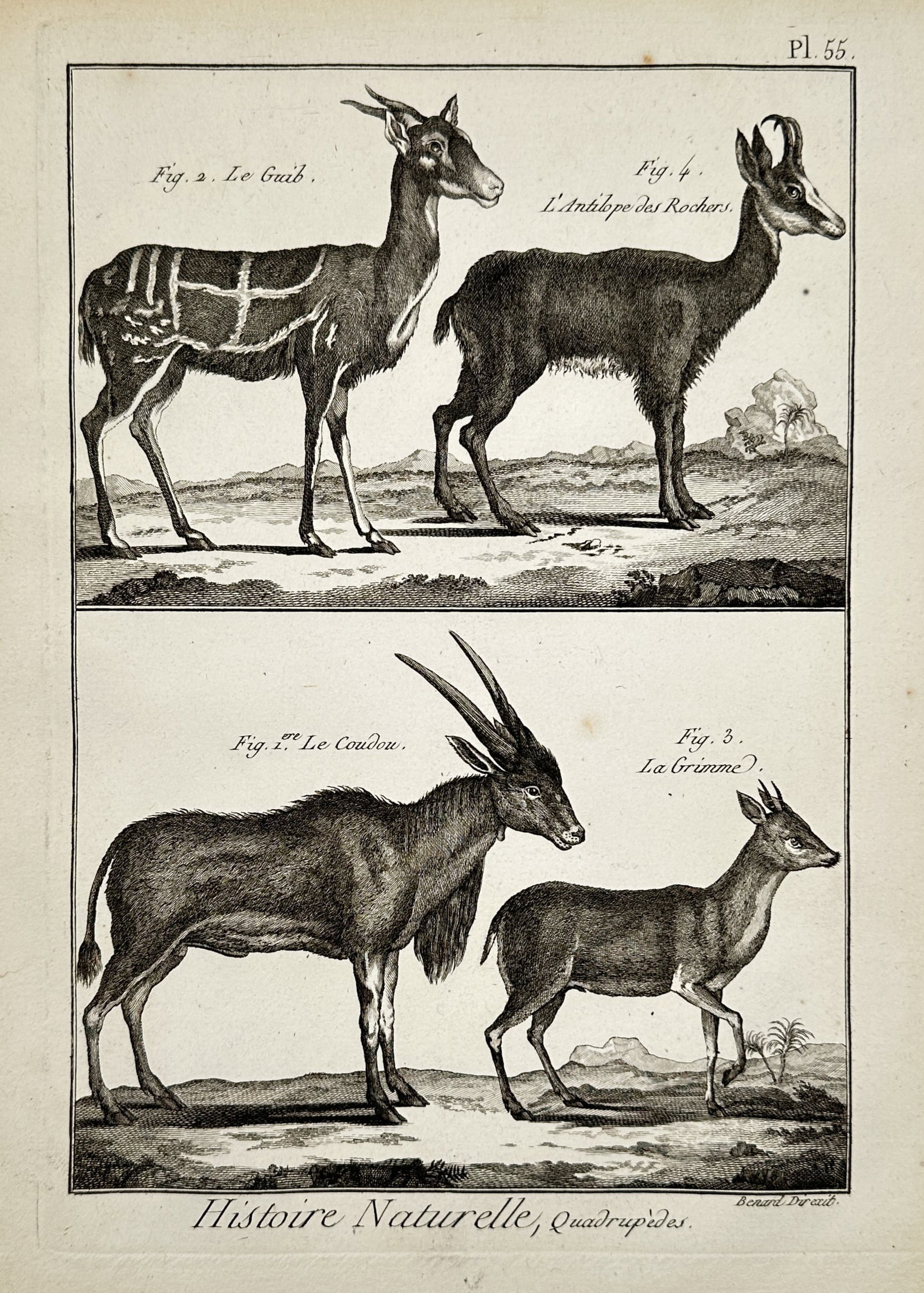 Robert Bénard (1734–1777) – Study of Antelopes – Engraving (1771) (1 of 2)