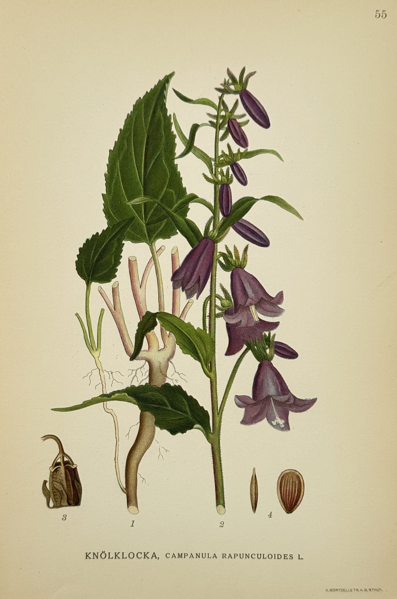 Carl Lindman (1856–1928) – Study of Creeping Bellflower – Chromolithograph (1901–1905) (1 of 2)