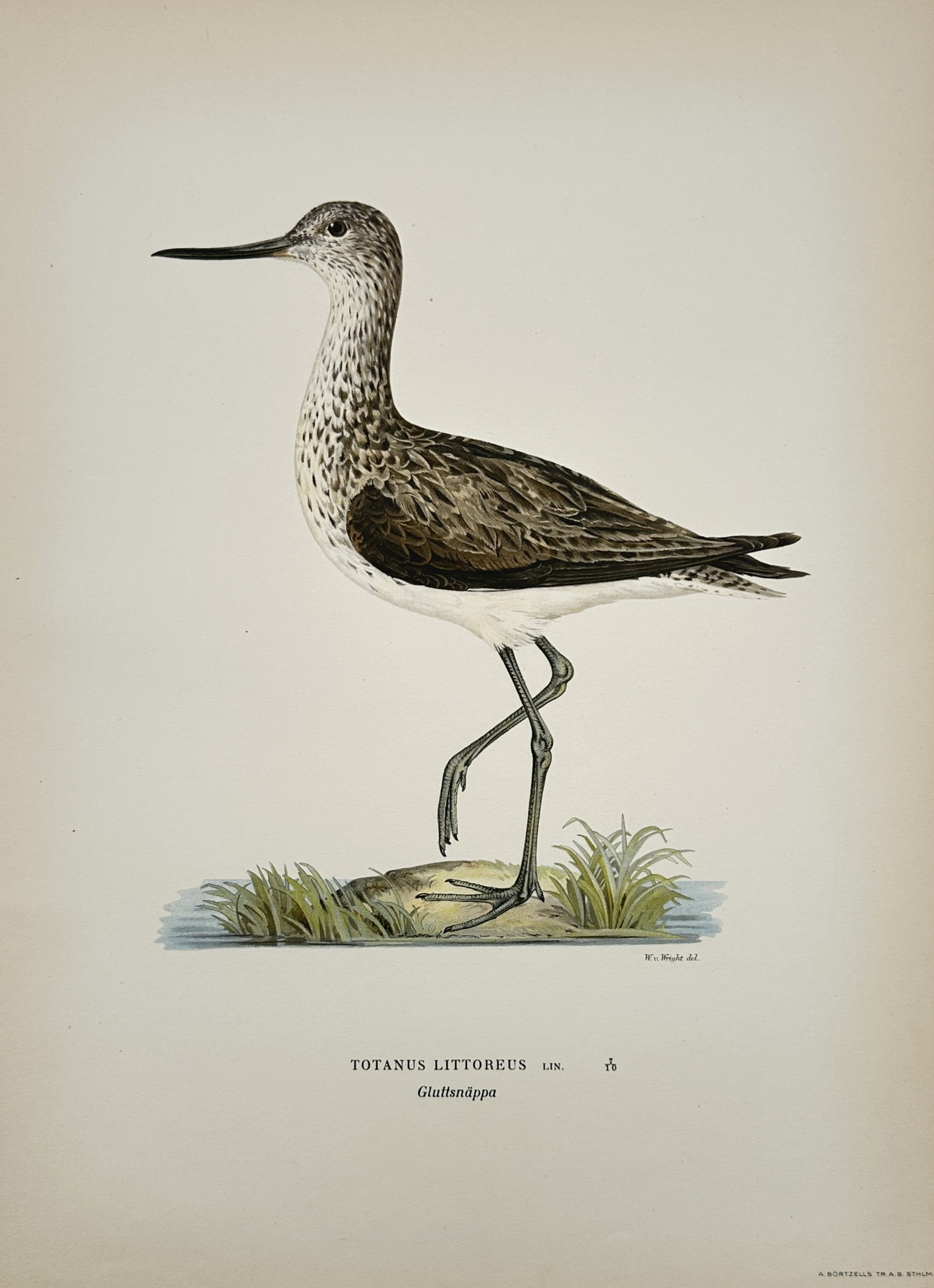 Magnus von Wright (1805–1867) – Study of a Common Greenshank – Chromolithograph (1 of 2)