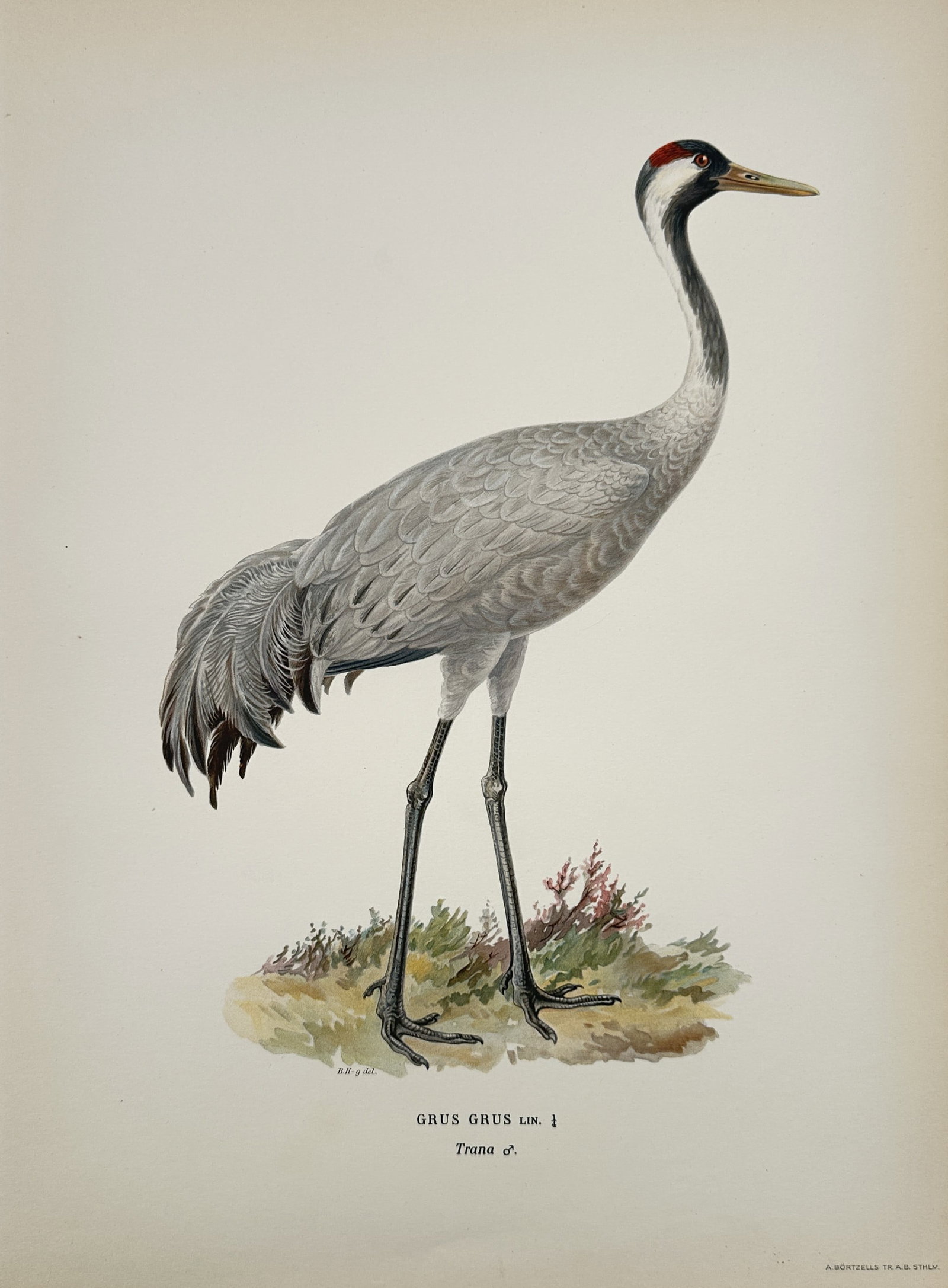 Magnus von Wright (1805–1867) – Study of a Common Crane – Chromolithograph (1927–1929) (1 of 2)