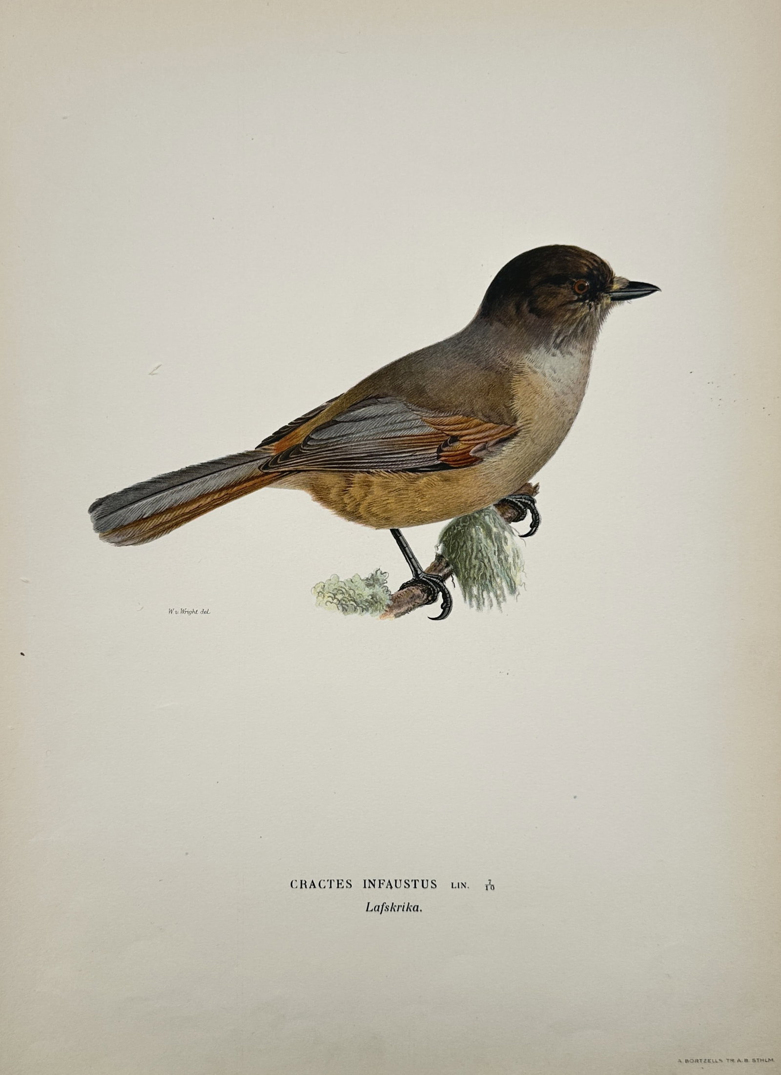 Magnus von Wright (1805–1867) – Study of a Siberian Jay – Chromolithograph (1927–1929) (1 of 2)