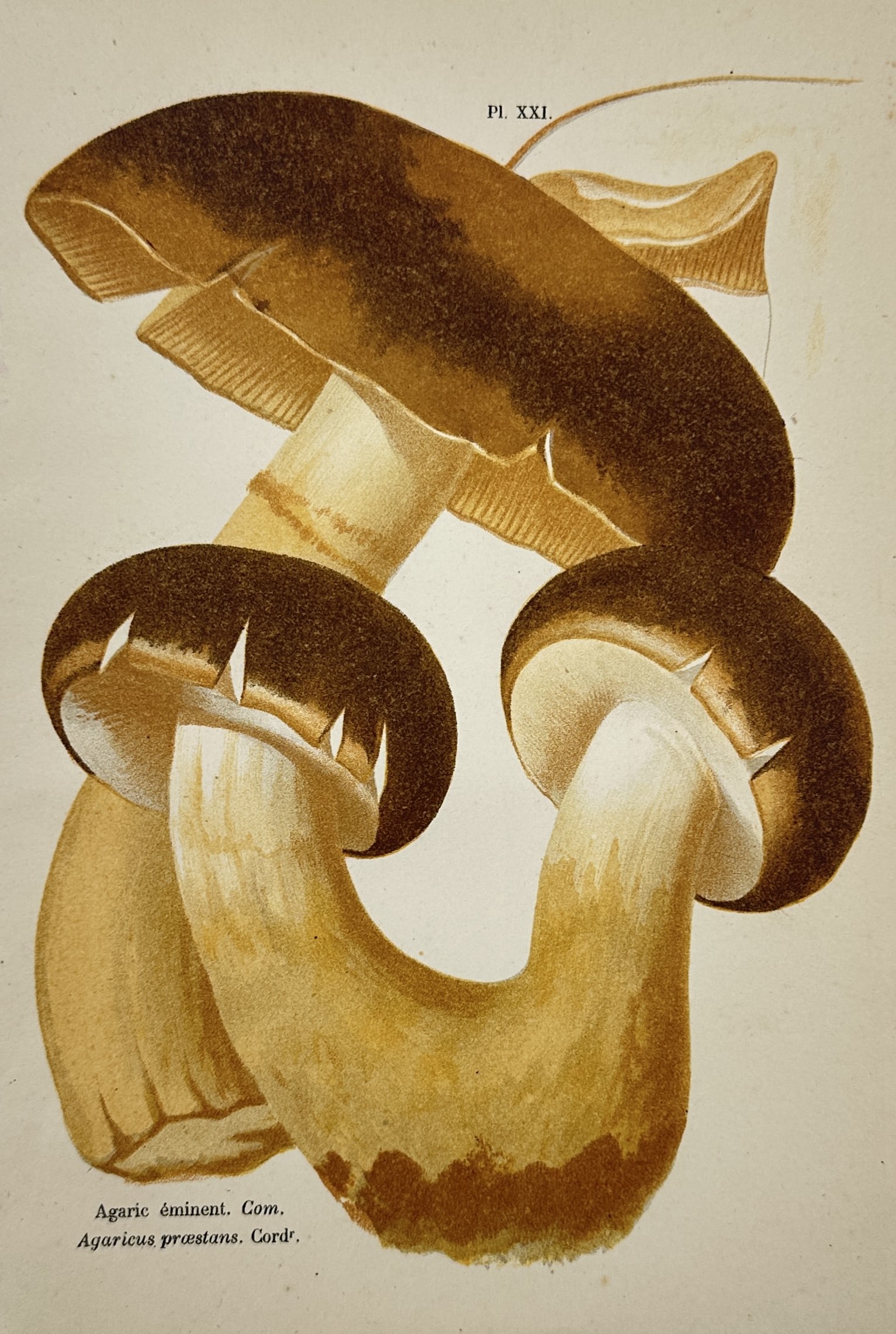 Aimée-Eugénie Delville-Cordier – Study of Cortinarius Praestans – Chromolithograph (1876) (1 of 2)
