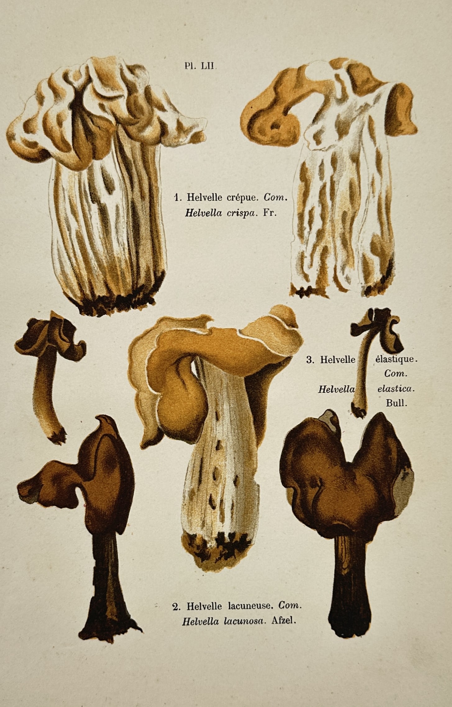 Aimée-Eugénie Delville-Cordier – Study of Saddle Fungi – Chromolithograph (1876) (1 of 2)