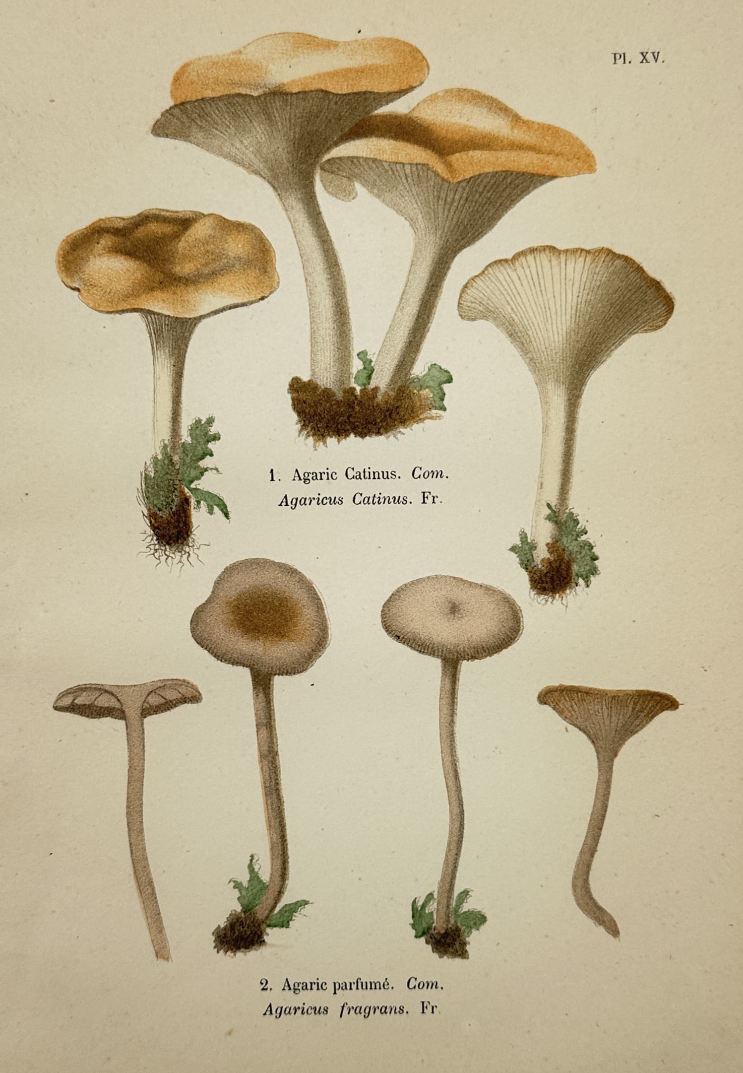 Aimée-Eugénie Delville-Cordier – Study of Funnel Clitocybe - Chromolithograph (1876) (1 of 2)