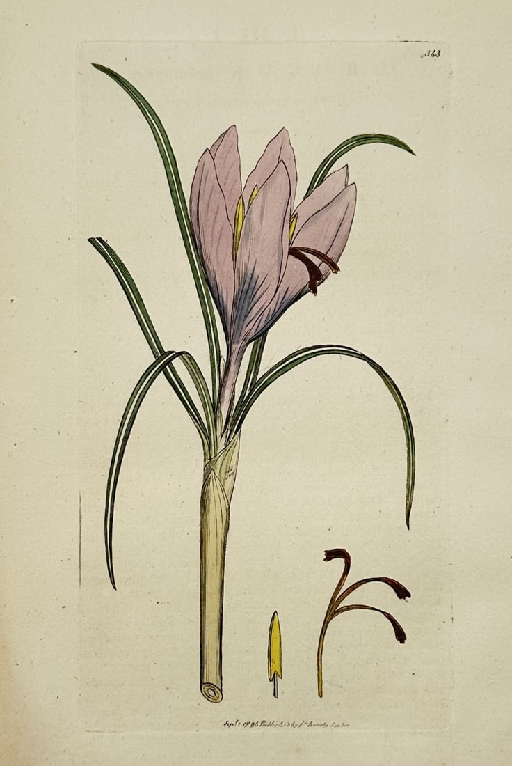 James Sowerby (1757–1822) – Saffron Crocus – Hand-coloured engraving (1796) (1 of 2)